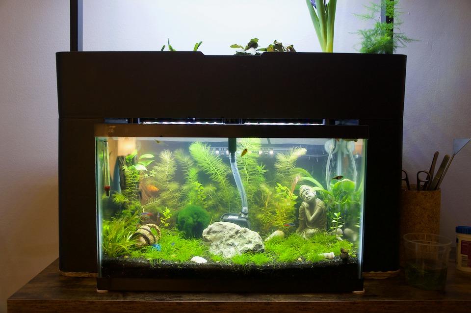 AquaSprouts Aquaponics Garden, Self-Sustaining Desktop Aquarium Hydroponics Ecosystem Kit, fits Standard 10 Gallon Aquariums customer photo 2