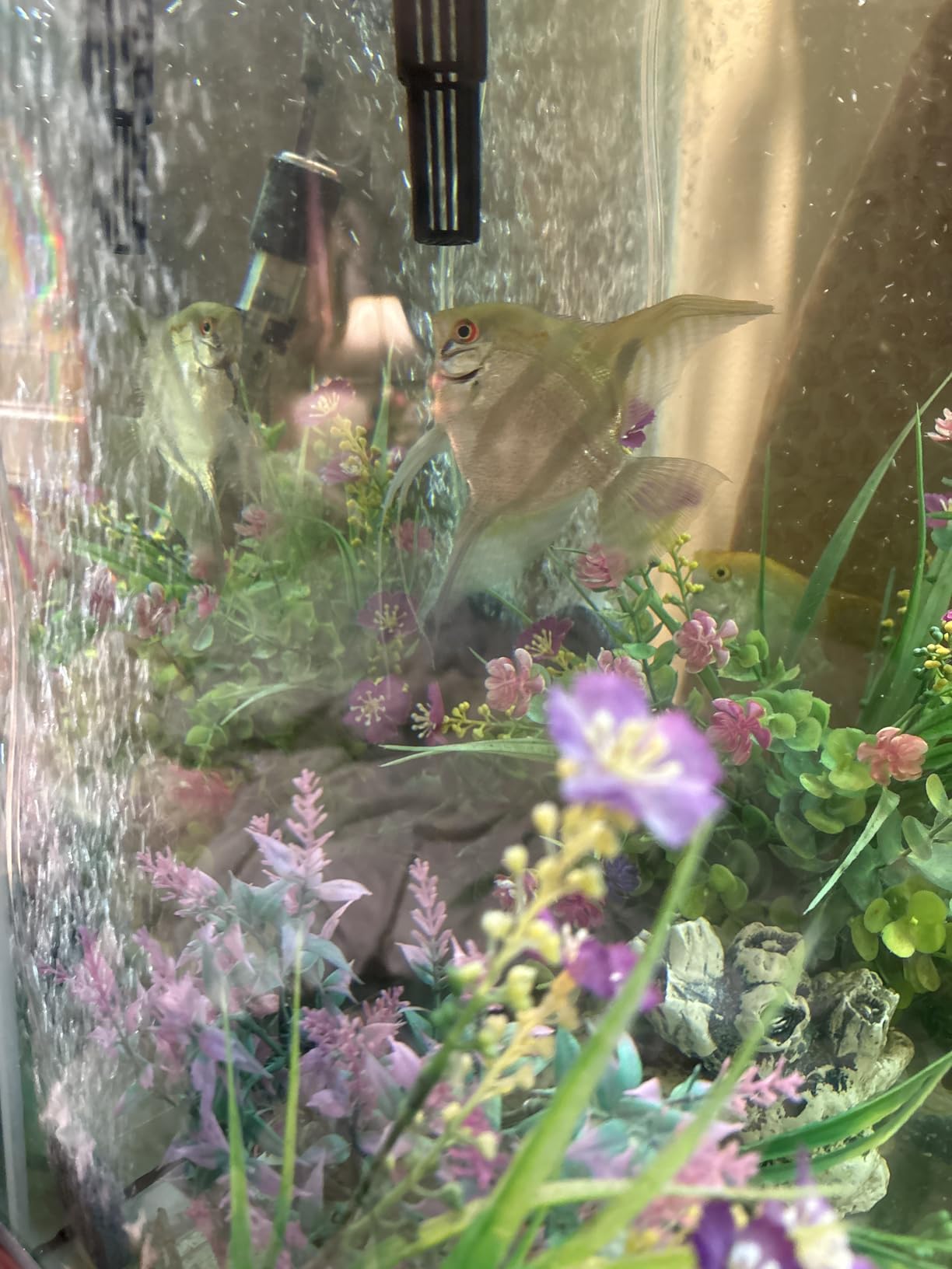 Uniclife Aquarium Air Pump Dual Outlet Fish Tank Aerator with Accessories for 5-200 Gallon Tank customer photo 2