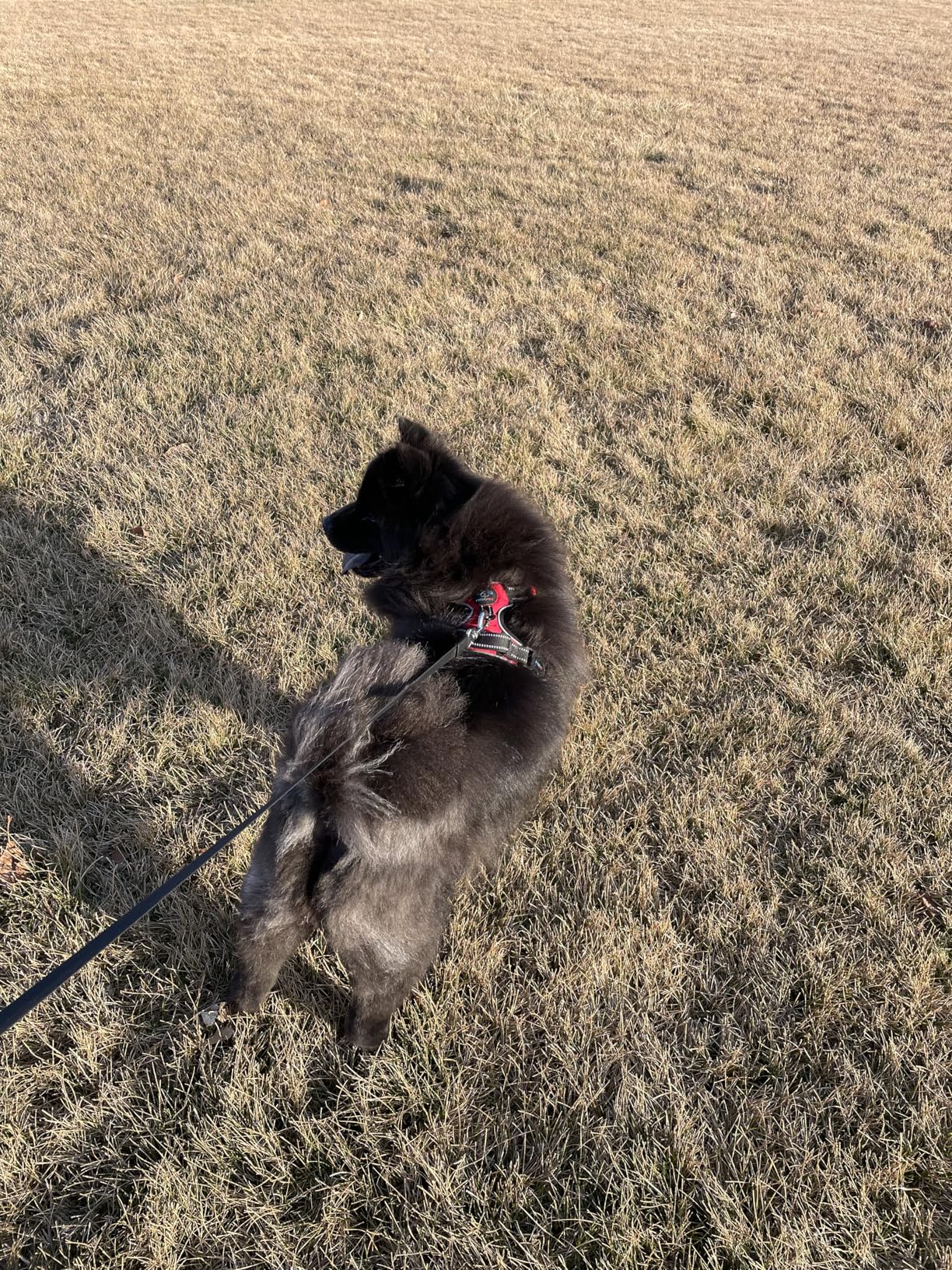 PHOEPET No Pull Dog Harnesses for Small Dogs Reflective Adjustable Front Clip Vest with Handle 2 Metal Rings 3 Buckles [Easy to Put on & Take Off] (S, Orange) customer photo 1