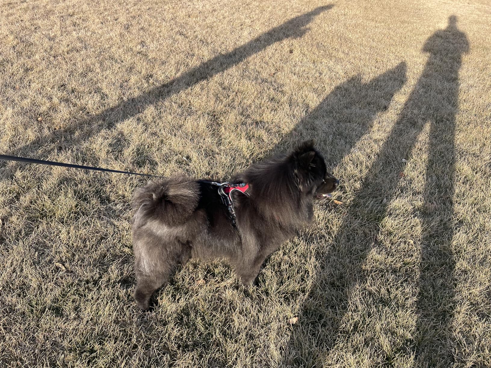 PHOEPET No Pull Dog Harnesses for Small Dogs Reflective Adjustable Front Clip Vest with Handle 2 Metal Rings 3 Buckles [Easy to Put on & Take Off] (S, Orange) customer photo 2