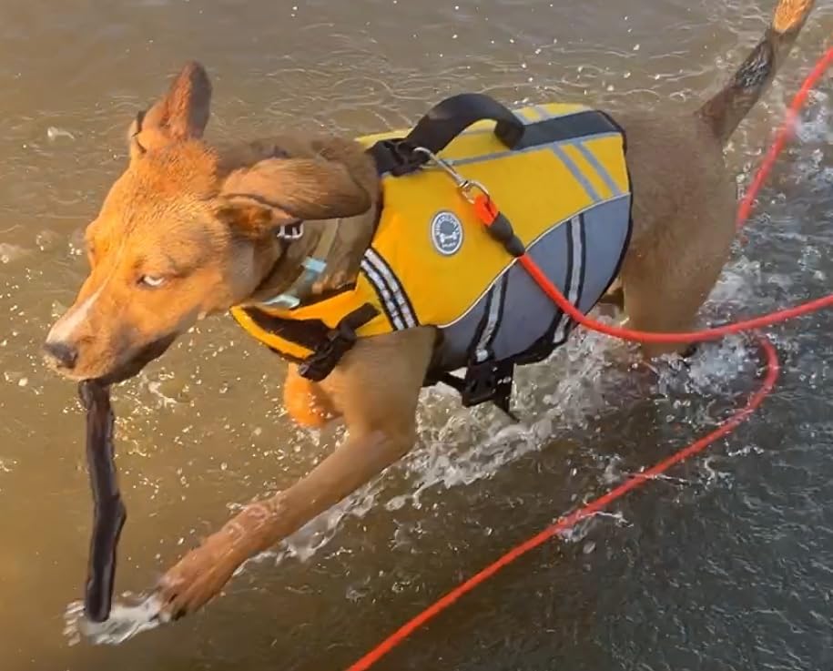 VIVAGLORY Sports Style Dog Life Vest, Dog Life Jacket for Swimming & Boating, Ripstop & Buoyancy for Puppy Doggy, Lifejacket with Handle, M, Blue customer photo 1