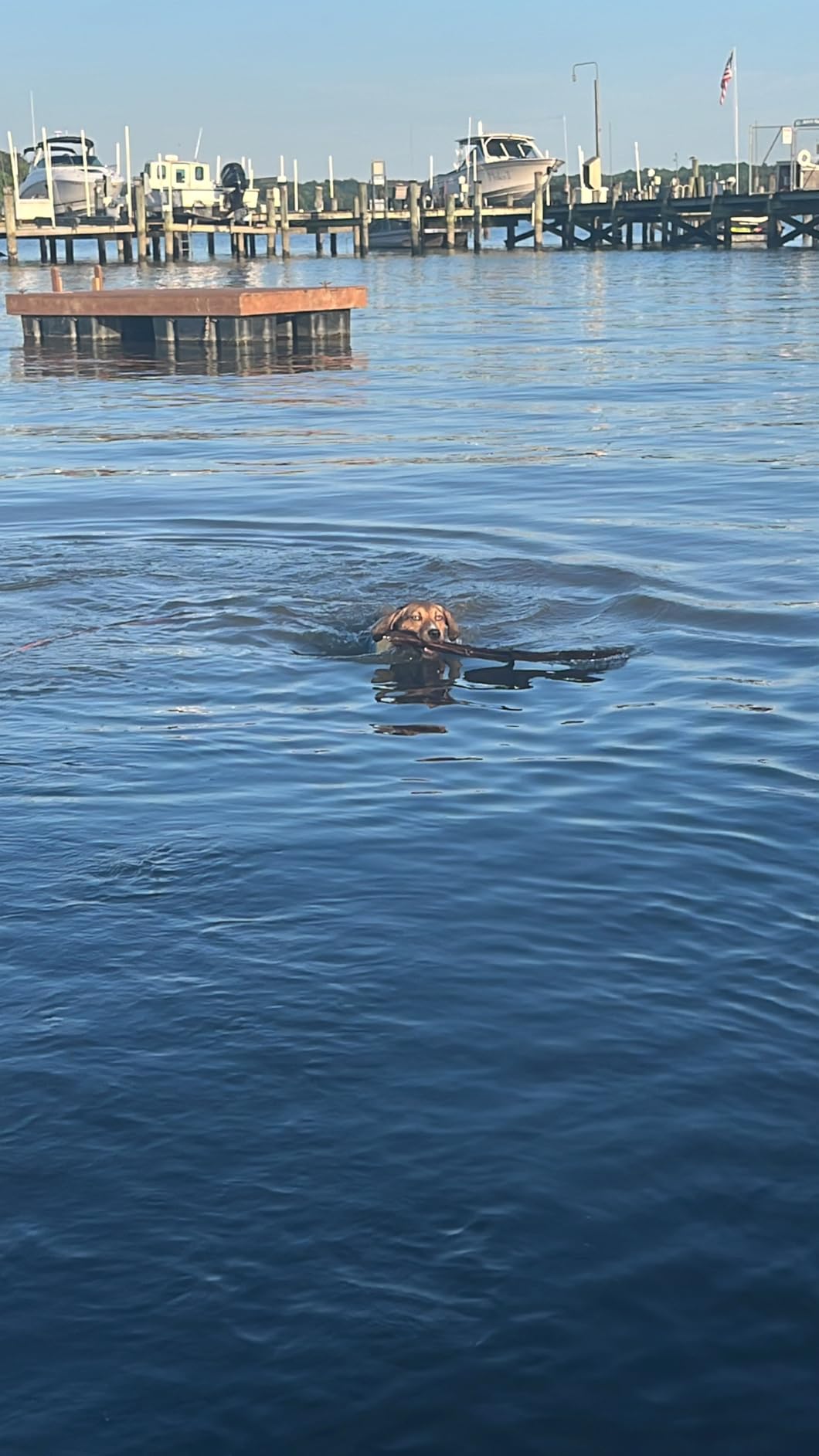 VIVAGLORY Sports Style Dog Life Vest, Dog Life Jacket for Swimming & Boating, Ripstop & Buoyancy for Puppy Doggy, Lifejacket with Handle, M, Blue customer photo 2