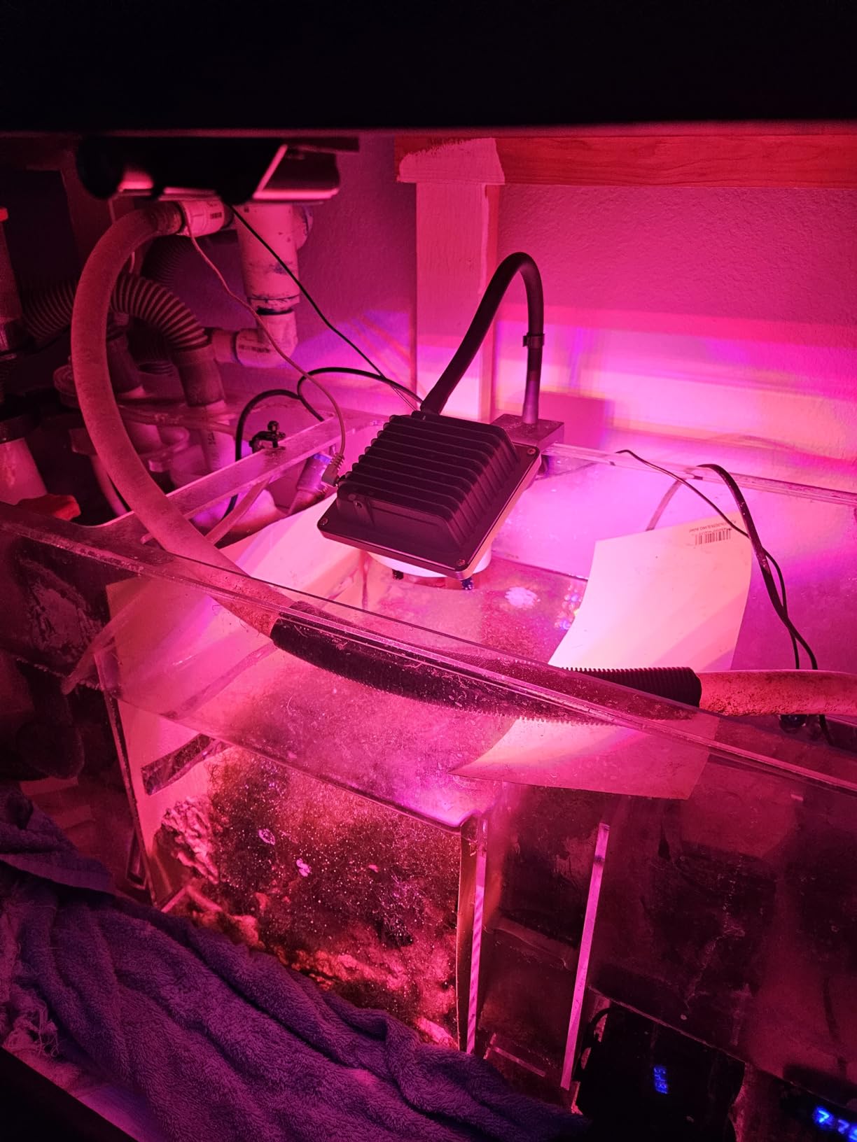 ACKE LED Grow Lights Full Spectrum,Plant Lights,Growing Lamps 12W for Indoor Plants,Hydropoincs customer photo 1
