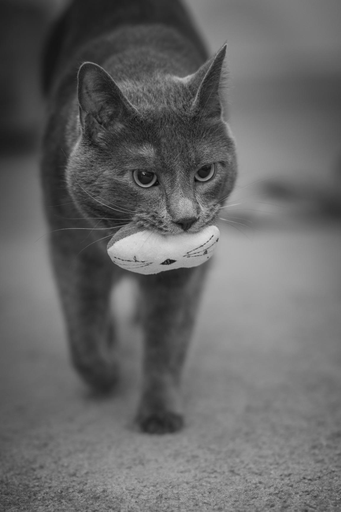 Sigma 85mm f/1.4 DG HSM Art Lens for Nikon F - Portrait Prime customer photo 1