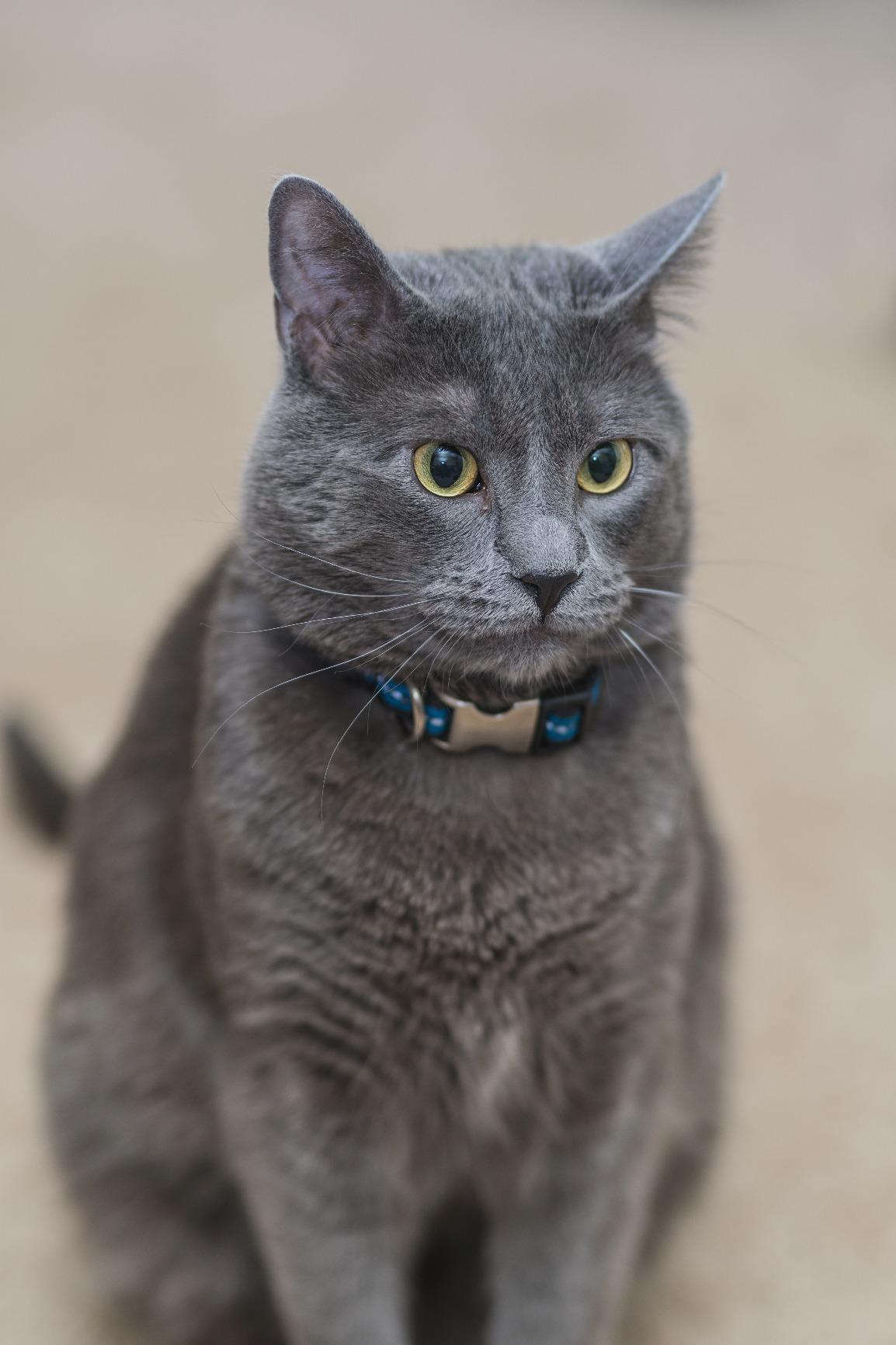 Sigma 85mm f/1.4 DG HSM Art Lens for Nikon F - Portrait Prime customer photo 2