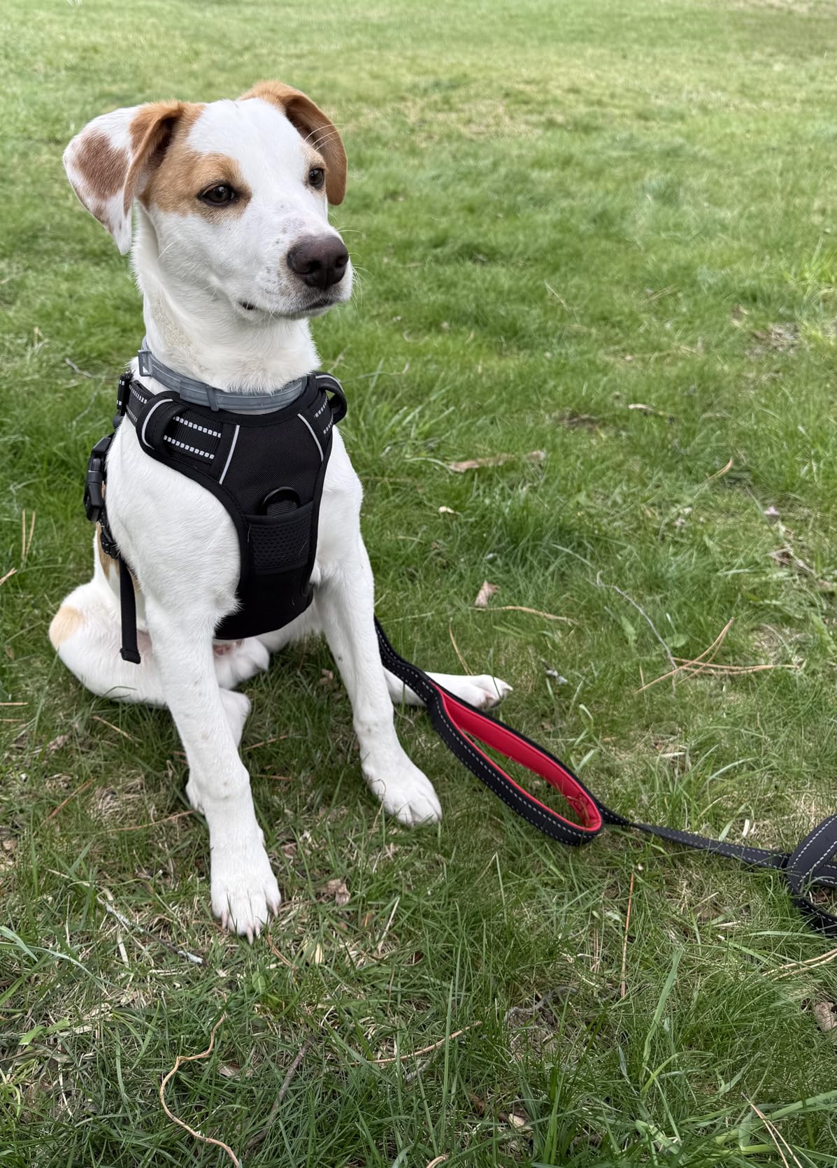 rabbitgoo Dog Harness No Pull with 2 Leash Clips, Adjustable Soft Padded, Reflective Oxford No Choke Pet Vest with Easy Control Handle for Small Dogs, Black, S customer photo 1