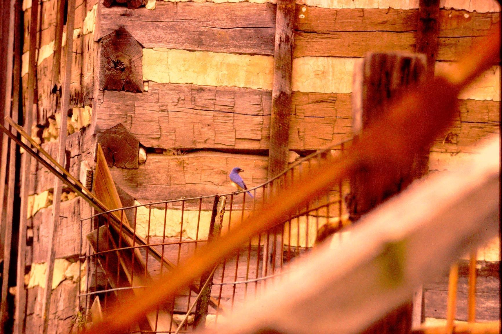 Wolverine Titan 8-in-1 High Resolution 35mm, 127, 126, 110 and APS Film to Digital Converter with 4.3