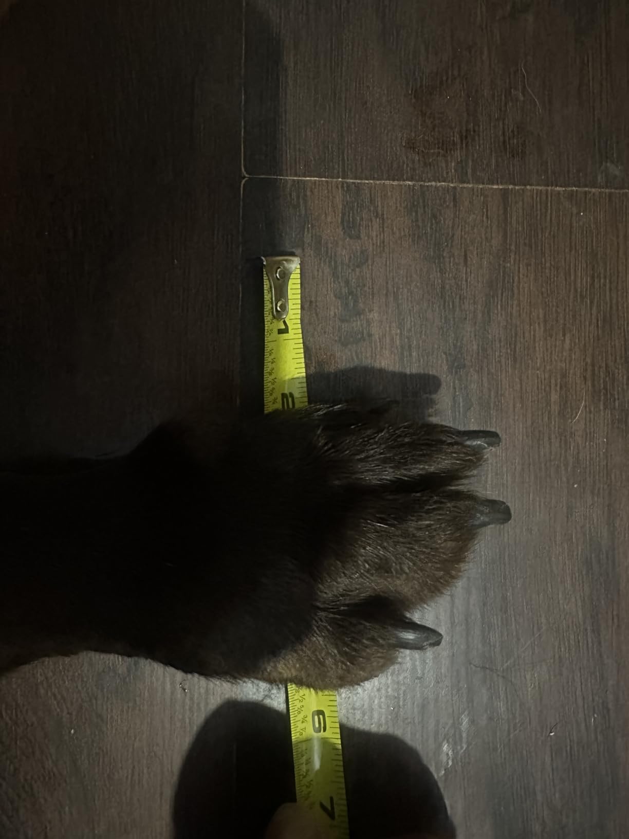 Ruffwear, Grip Trex Dog Shoes, Non-Slip Boots for Hot Pavement & Snow, Weatherproof Paw Protection with Breathable Mesh, Rugged Sole for Hiking, Obsidian Black, 2.50