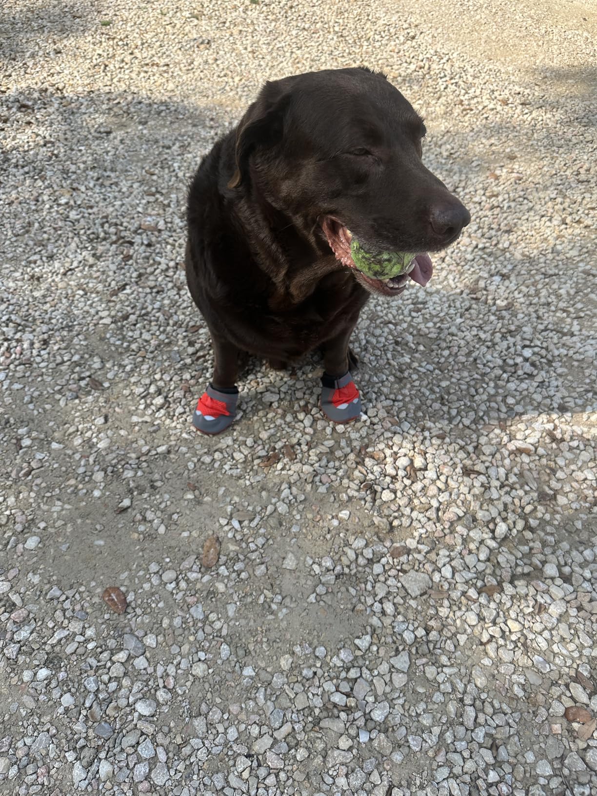 Ruffwear, Grip Trex Dog Shoes, Non-Slip Boots for Hot Pavement & Snow, Weatherproof Paw Protection with Breathable Mesh, Rugged Sole for Hiking, Obsidian Black, 2.50