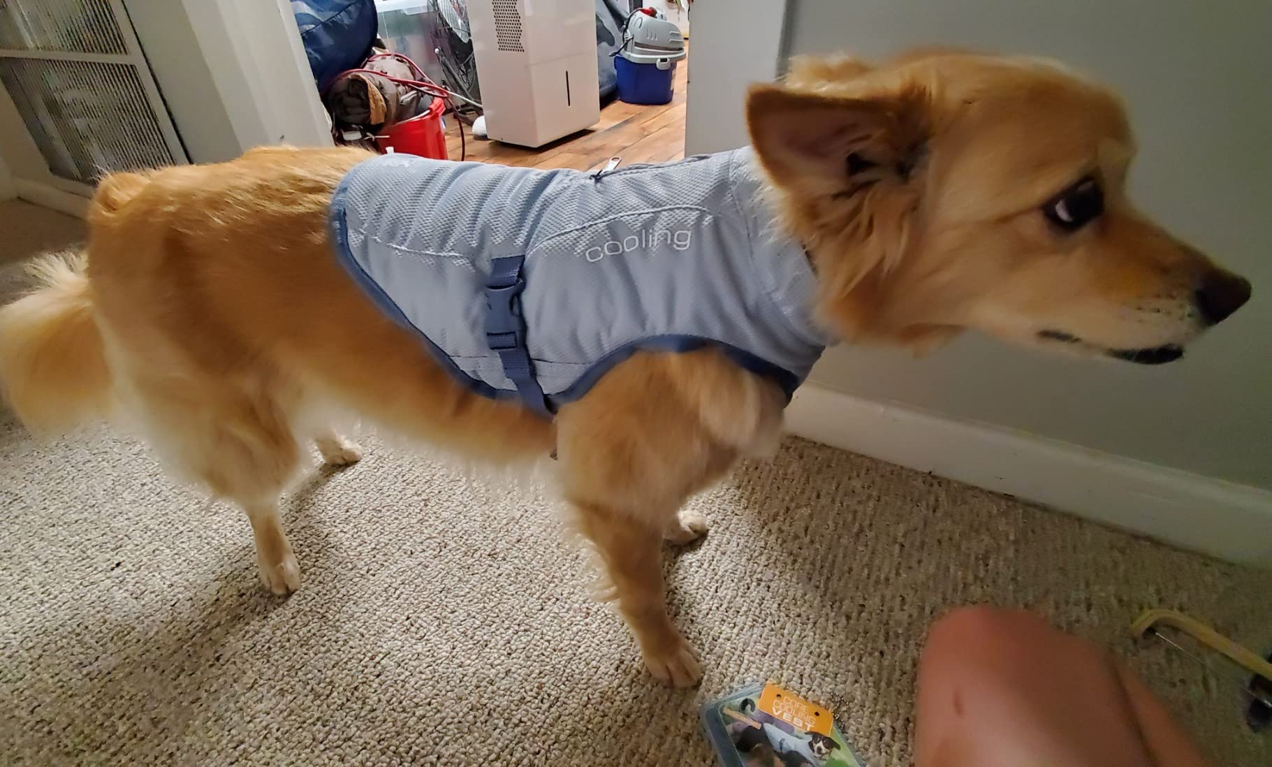 Kurgo Dog Core Cooling Vest - Summer Cooling Jacket - Evaporative Cooling Coat - Harness-Compatible - Reflective Accents - Grey - Large customer photo 1