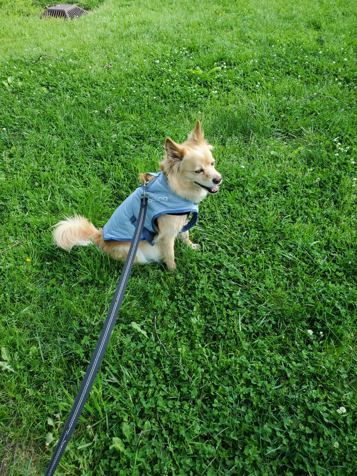 Kurgo Dog Core Cooling Vest - Summer Cooling Jacket - Evaporative Cooling Coat - Harness-Compatible - Reflective Accents - Grey - Large customer photo 2