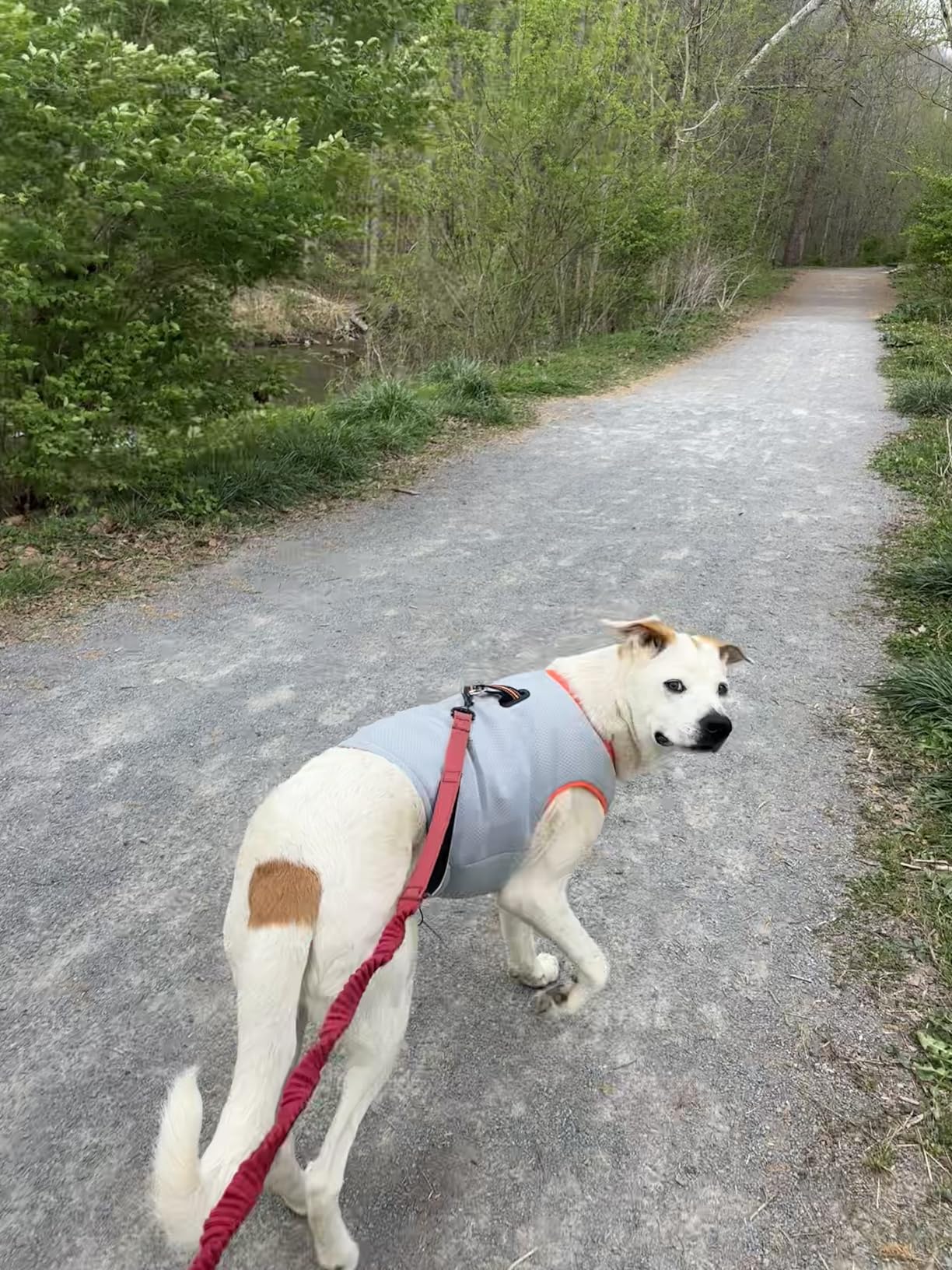 SGODA Dog Cooling Vest Harness Cooler Jacket Grey Green Large customer photo 1