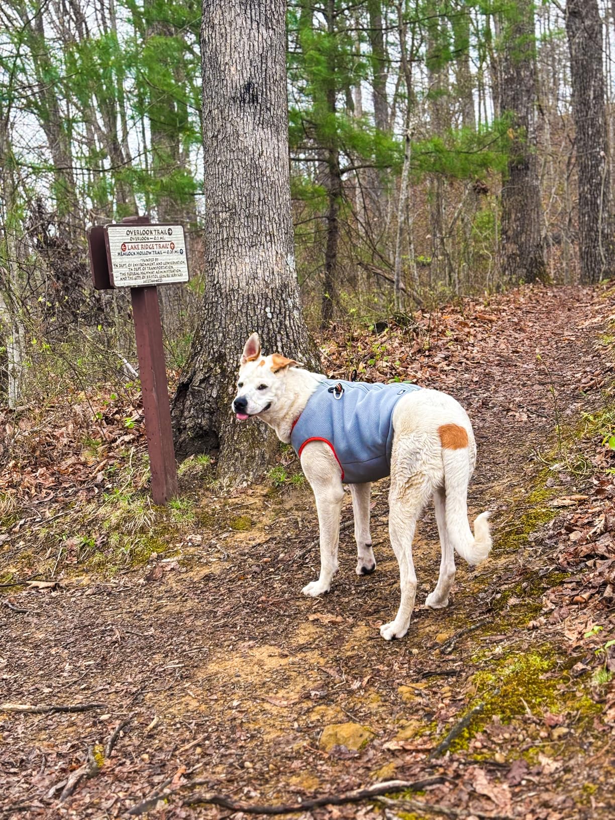 SGODA Dog Cooling Vest Harness Cooler Jacket Grey Green Large customer photo 2