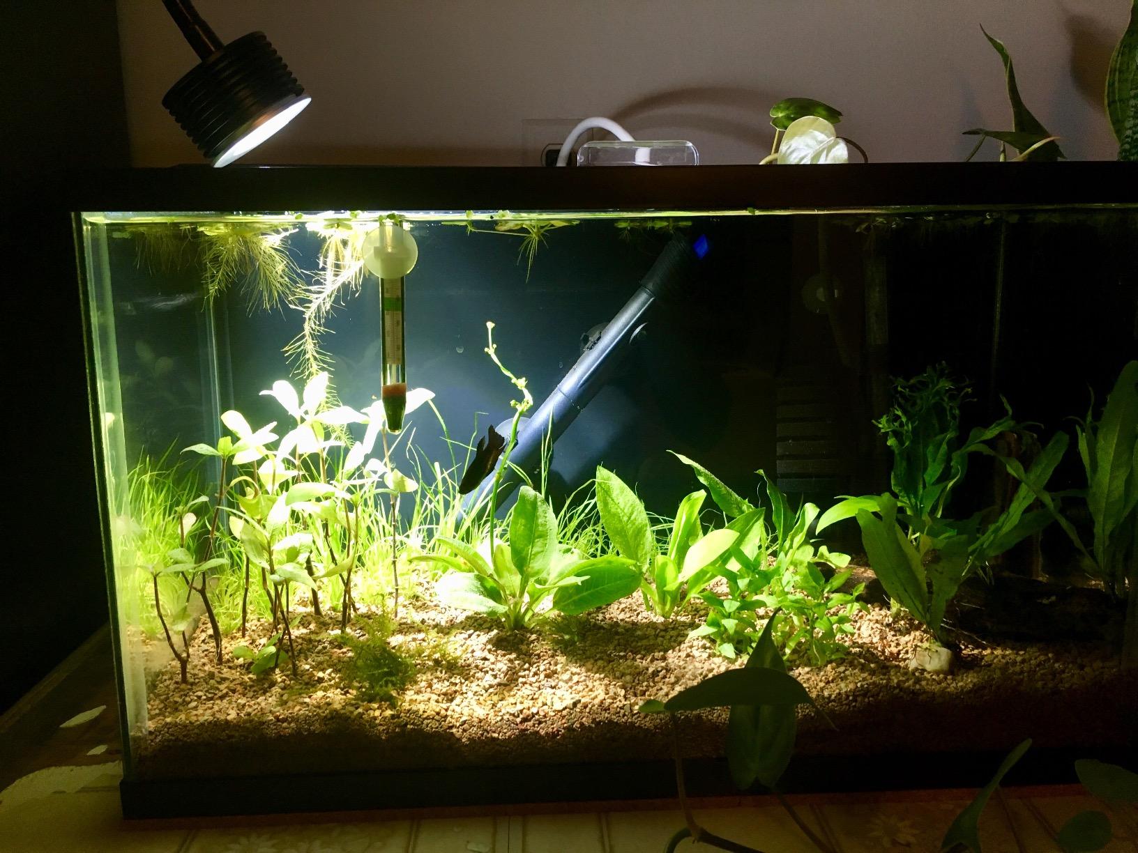 Lominie LED Aquarium Light, Planted Tank Light 4 Channels Remote Control 6500K Aquarium LED Lamp for Freshwater Fish Tank Refugium with Gooseneck (A20 Freshwater) customer photo 1