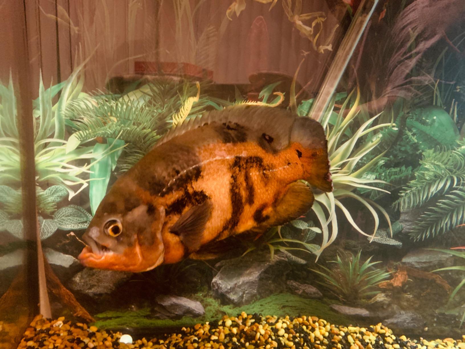 Engel Live Bait Cooler Box with 2nd Gen 2-Speed Aerator Pump - Portable Fishing Station & Minnow Bucket for Shrimp & Other Live Fish with Aerator customer photo 2