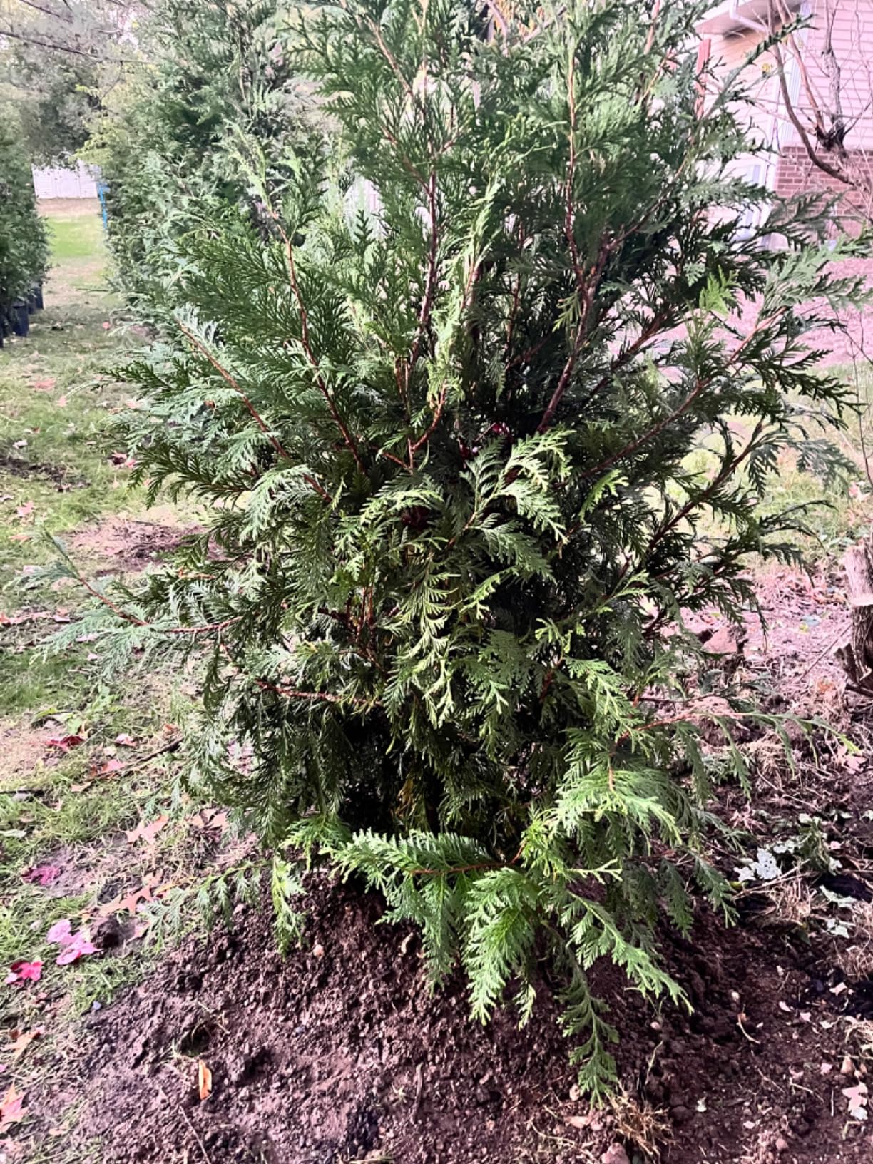 PROYAMA 54cc Post Hole Digger Gas Powered 2 Cycle Earth Auger, 5-Year Warranty Gear Box, 4 Drill Bits 4