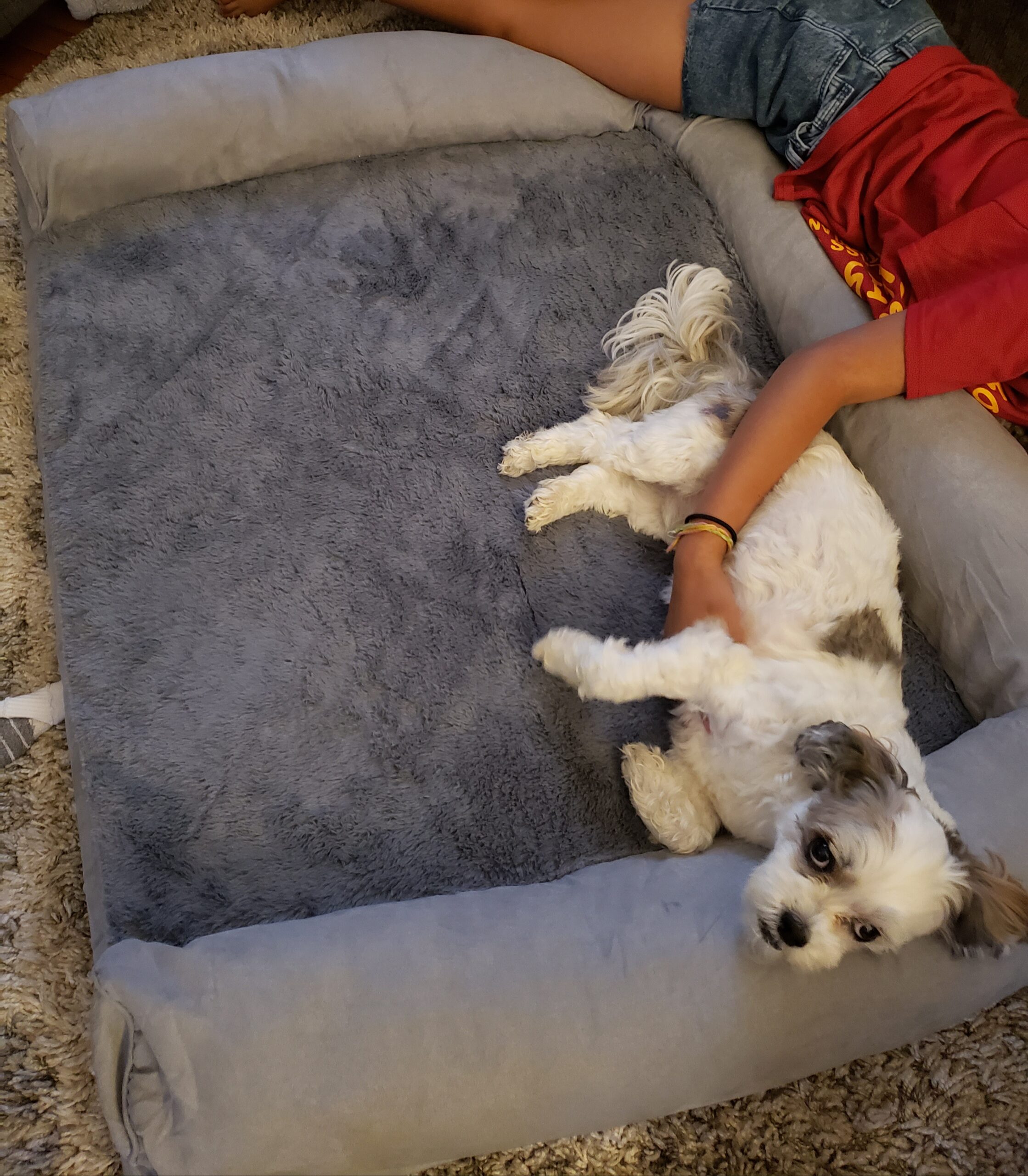 FurHaven Orthopedic Dog Bed for Medium Dogs, Luxe Lounger Contour Mattress with Solid Orthopedic Foam Slab for Joint Support, Removable Washable Cover, Medium, Faux Fur & Suede, Gray customer photo 2