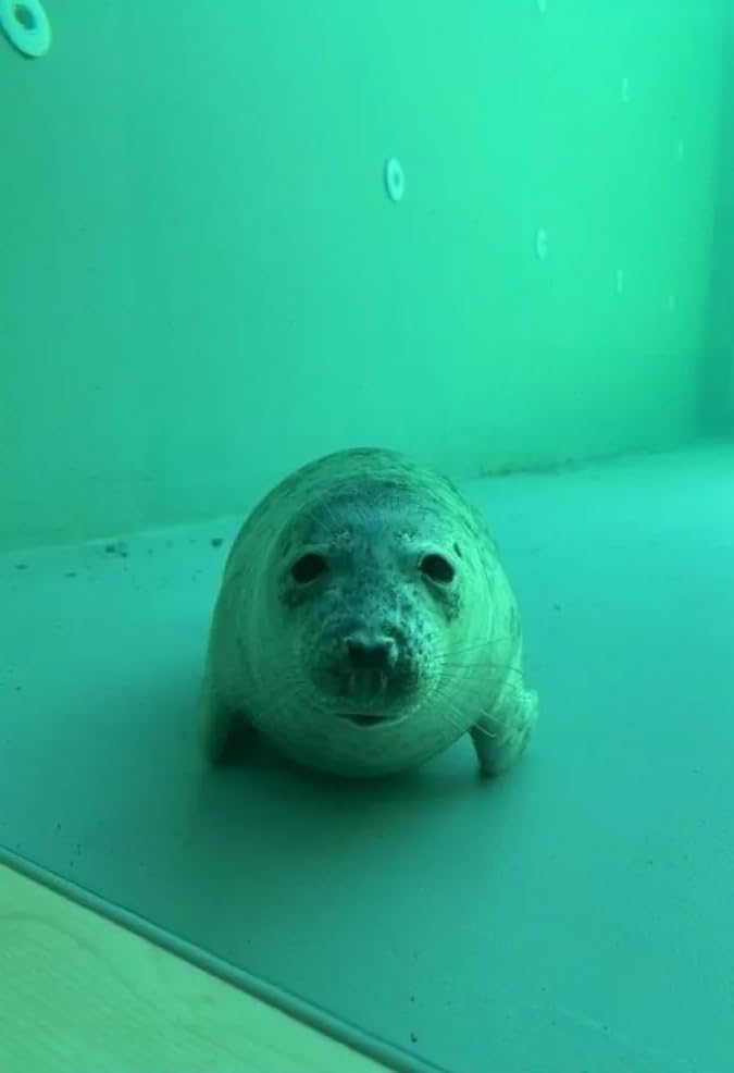 JVC Gumy in Ear Earbud Headphones, Powerful Sound, Comfortable and Secure Fit, Silicone Ear Pieces - HAFX7B Black, Small customer photo 1