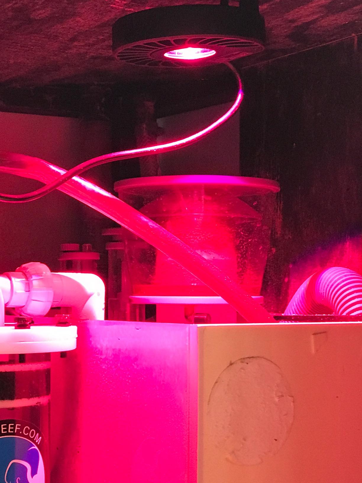 Kessil H80 Tuna Flora Refugium LED customer photo 1