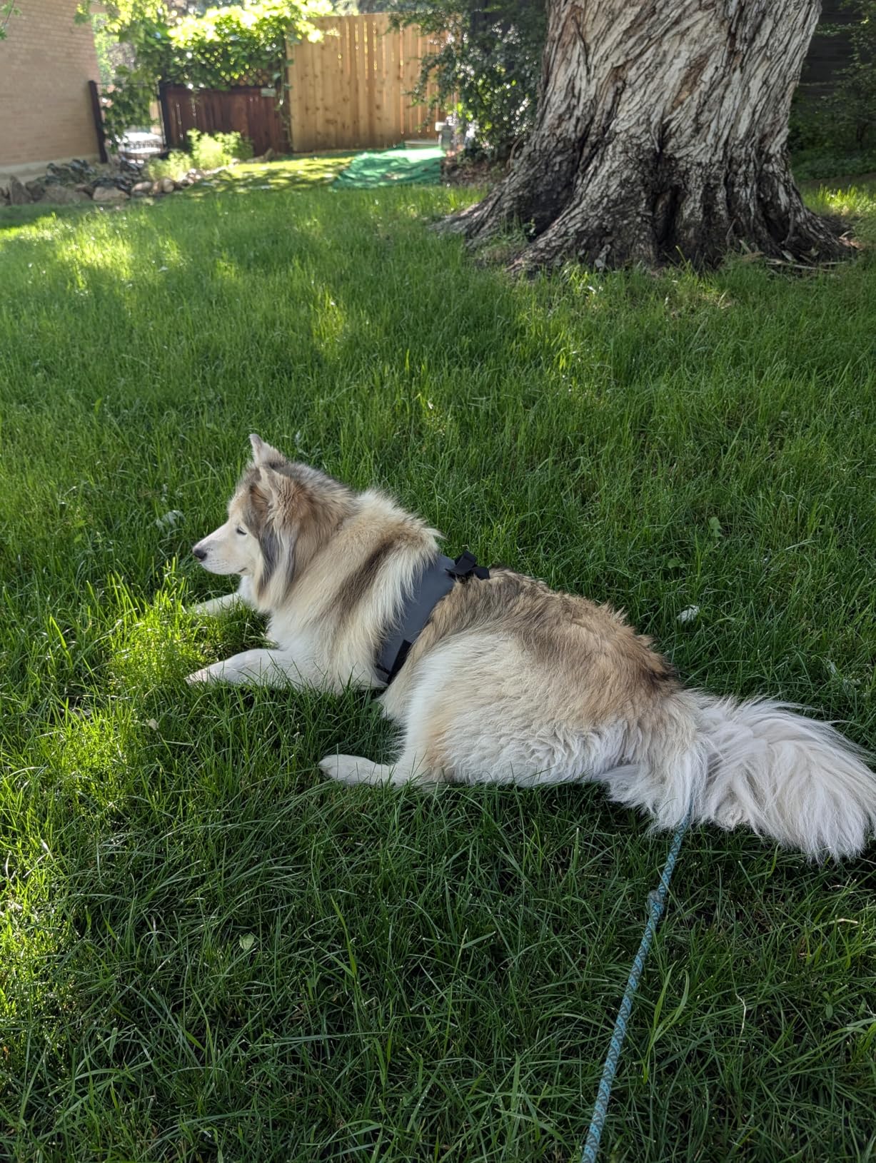 CoolerDog Dog Cooling Vest & Cooling Collar - Ice Vest for Hot Weather Heat Relief, Re-Freezable Pure Water Inserts (Medium 22