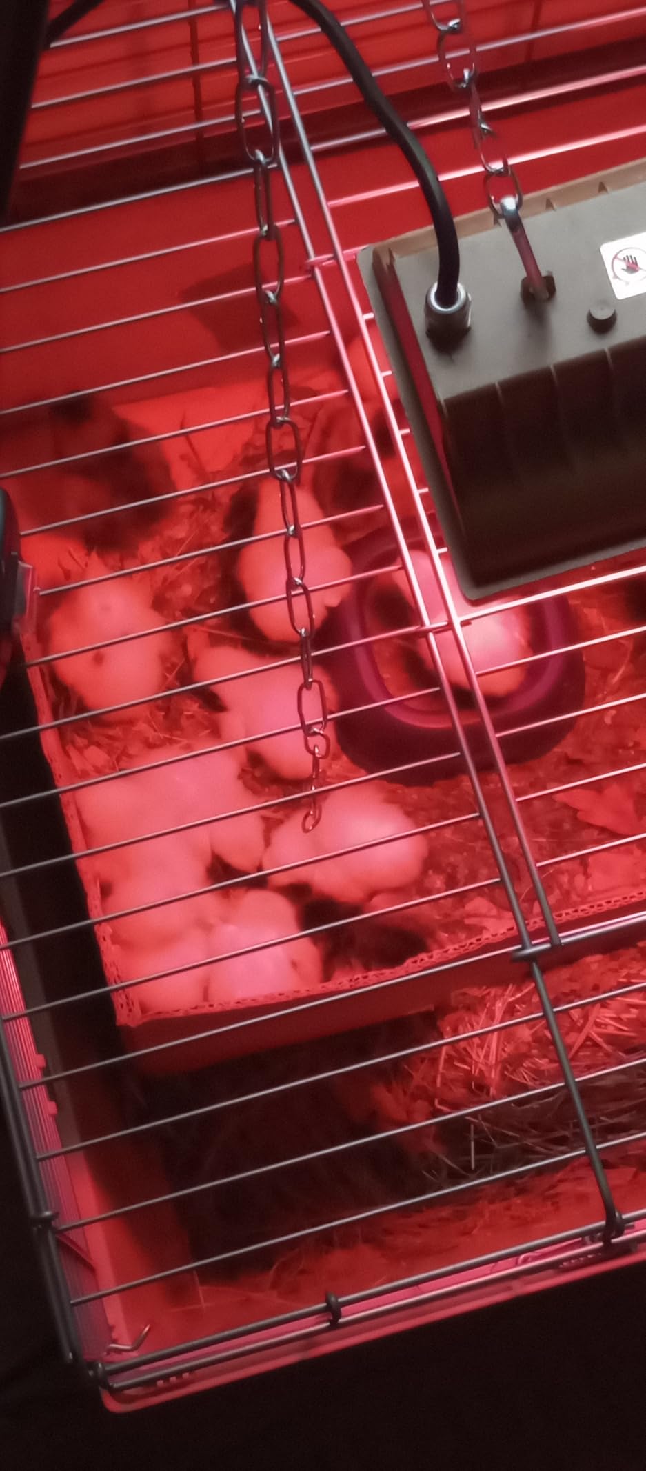 Amazon Basics Top Access Small Animal Habitat for Rabbit, Guinea Pig, Ferret & Chinchilla with Accessories, Jumbo, 48.6