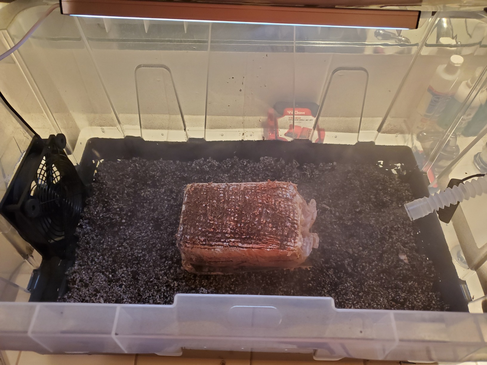 Forest Origins Pink Oyster Mushroom Grow Kit, Beginner Friendly & Easy to Use, Grows in 10 Days | Handmade in California, USA | Top Gardening Gift, Holiday Gift & Unique Gift customer photo 1