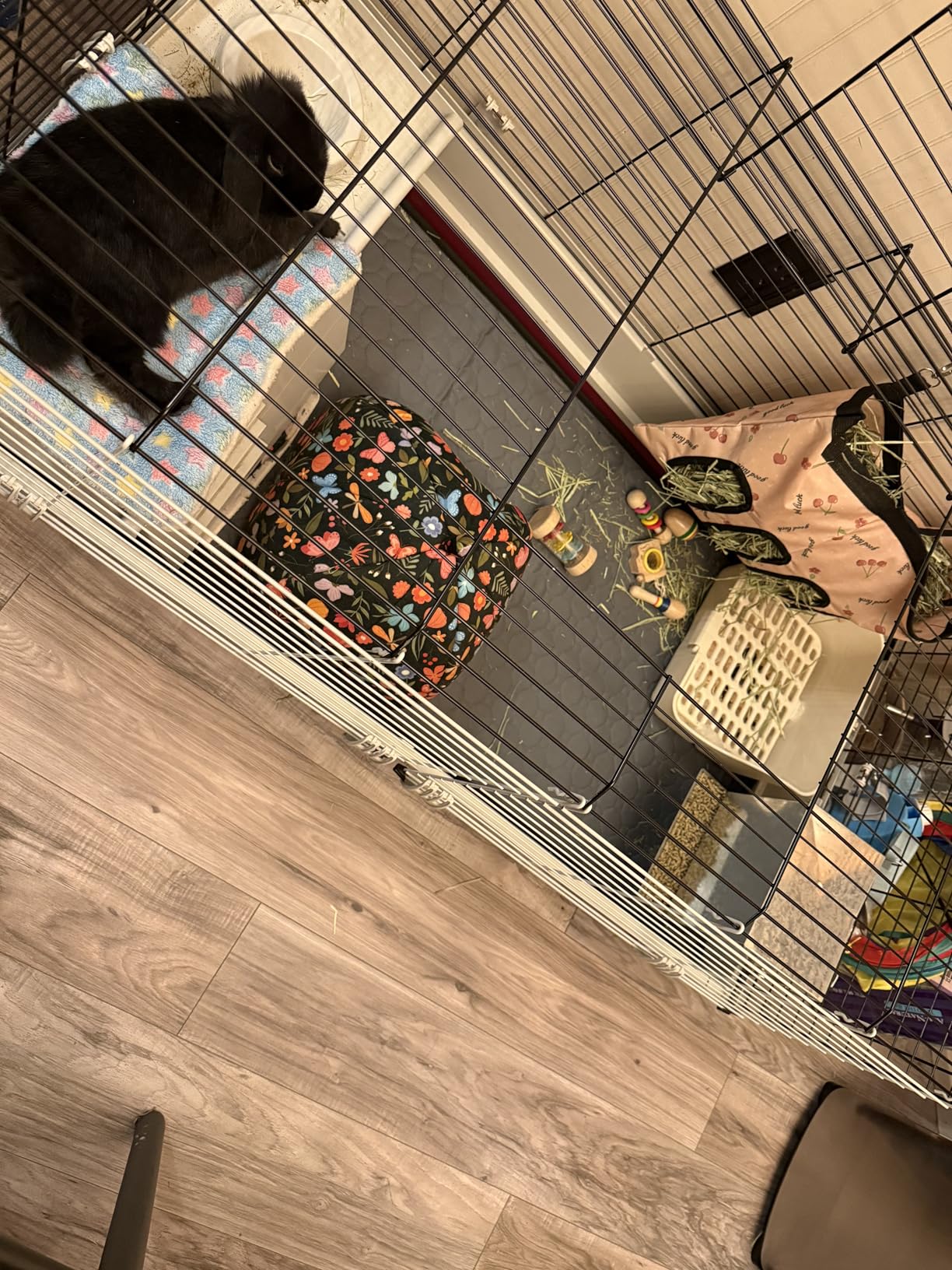 Midwest Homes for Pets Deluxe Rabbit & Guinea Pig Cage, X-Large, White & Red customer photo 1