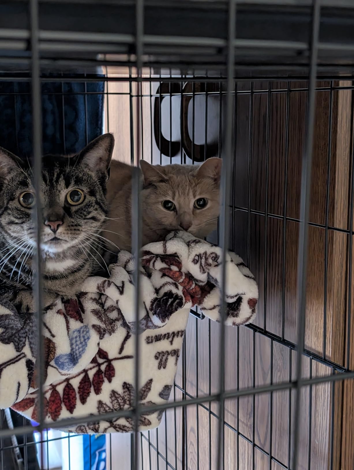 Amazon Basics Large 3-Tier Cat Cage Playpen with Easy to Clean Removable Tray, Front Doors, Portable, Foldable, 35.8