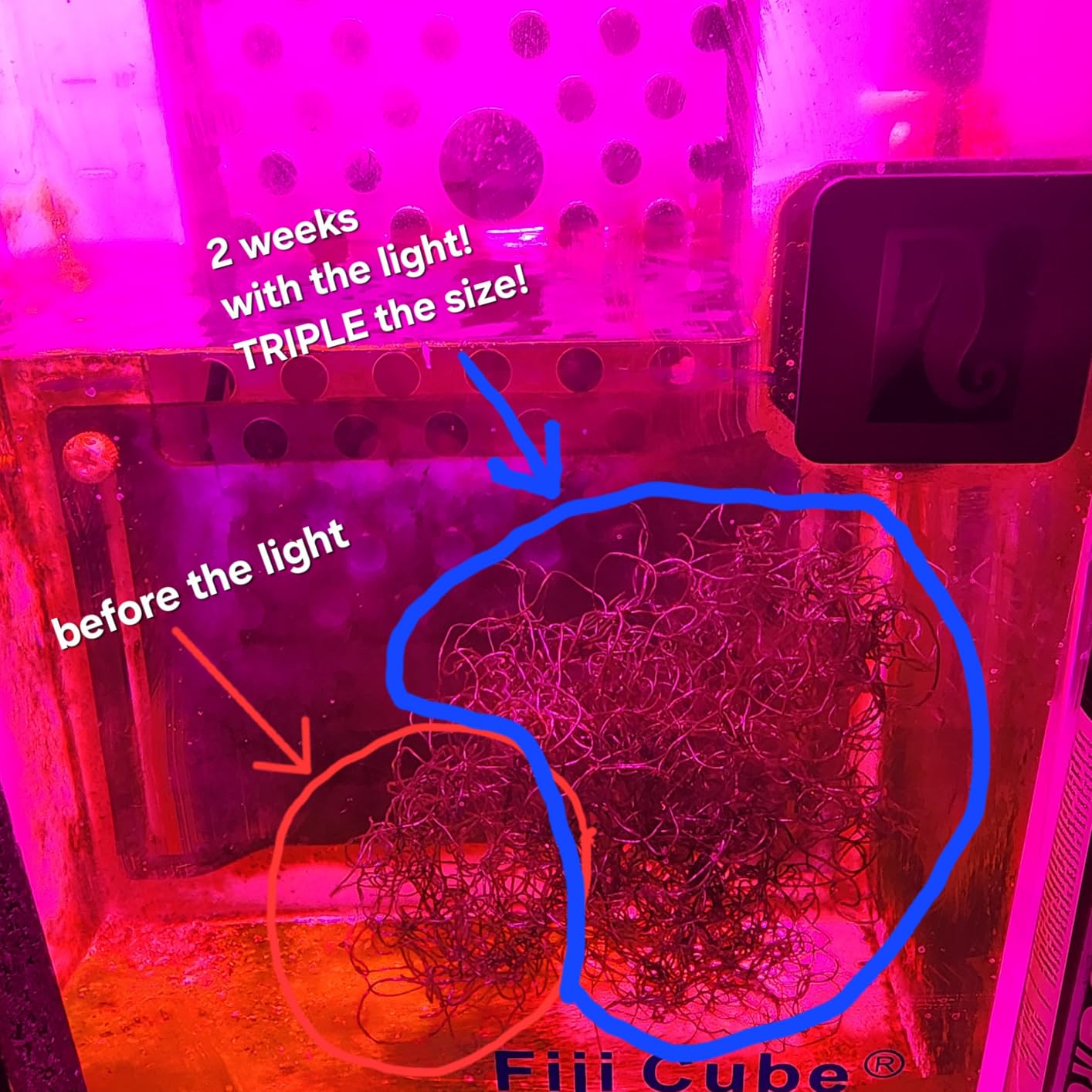 Full Spectrum LED Grow Lights for Indoor Plants, CANAGROW Waterproof COB Outdoor Grow Light, Plant Growing Lamps Refugium Light for Saltwater Aquarium, Heating Lamps for Plants Seeding, Veg, Blooming customer photo 1