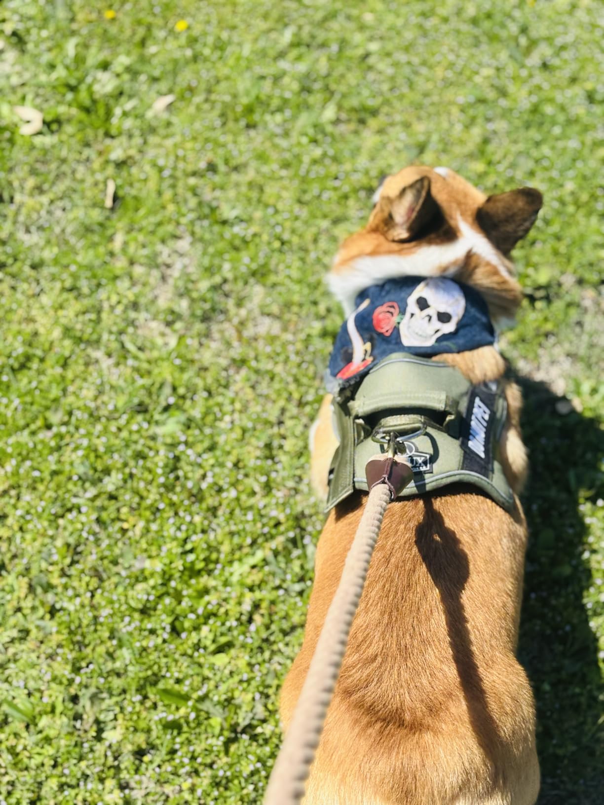 Bolux Dog Harness, No-Pull Reflective Dog Vest, Breathable Adjustable Pet Harness with Handle for Outdoor Walking - No More Pulling, Tugging or Choking (Blue, S) customer photo 1