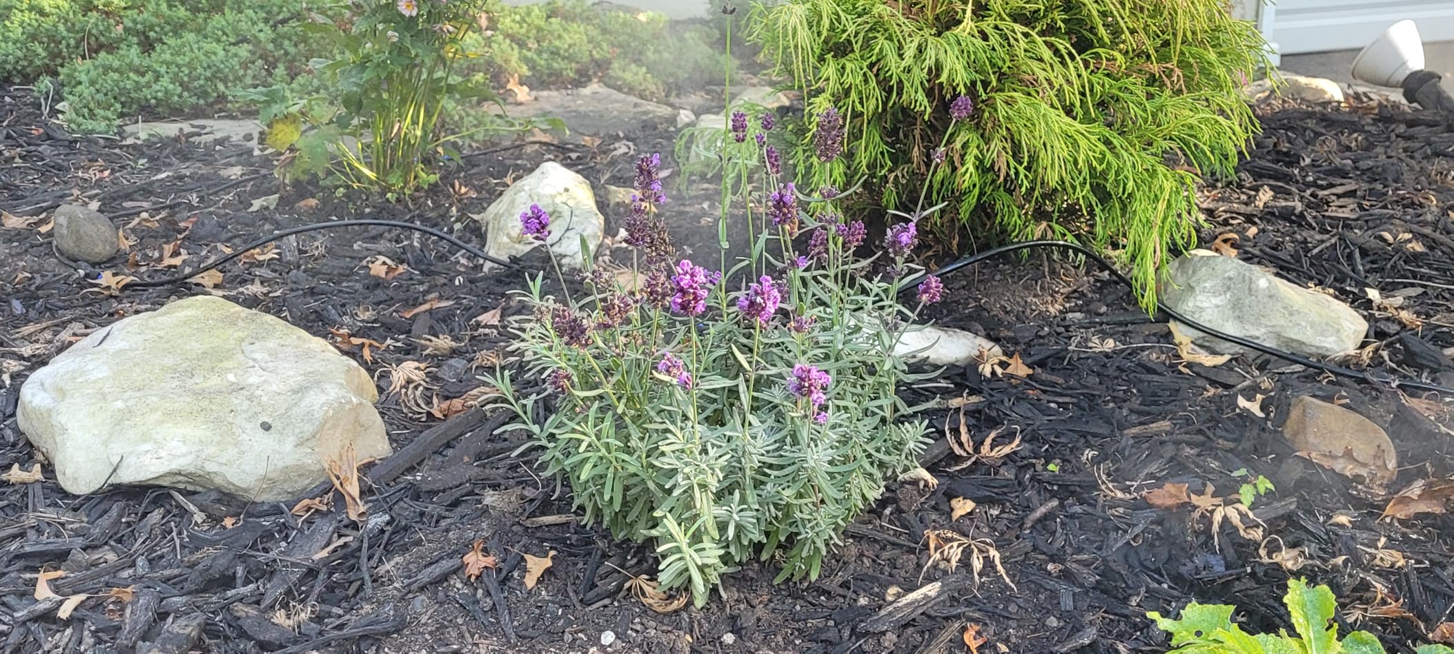 HOMENOTE Misting Cooling System, 26FT (8M) Misting Line + 7 Brass Mist Nozzles + Brass Adapter(3/4