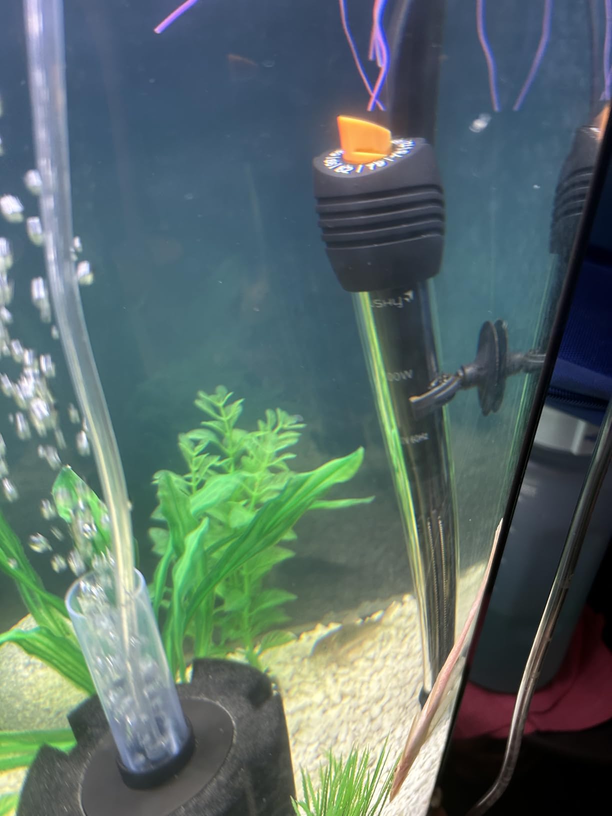 Orlushy Submersible Aquarium Heater, Adjustable Fish Tahk Heater with Free Thermometer Suitable for Marine Saltwater and Freshwater customer photo 1
