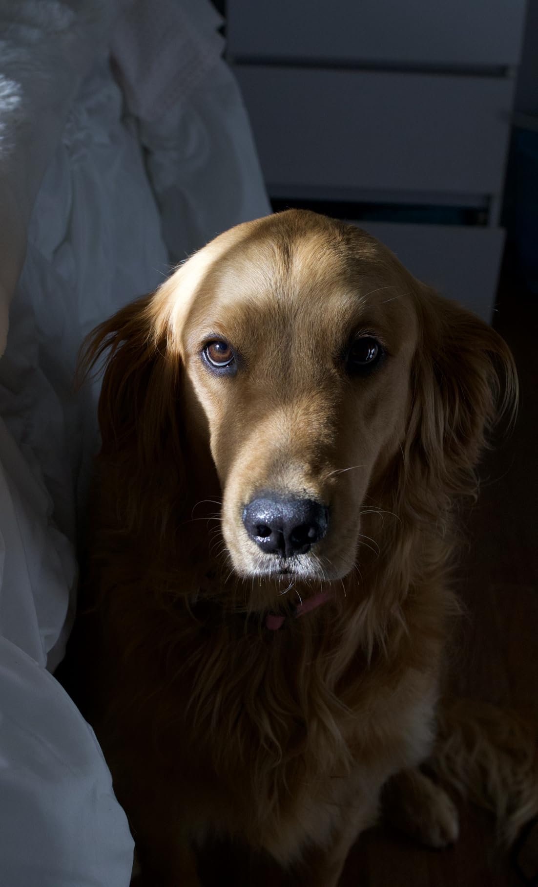 Canon RF35mm F1.8 IS Macro STM Lens customer photo 1