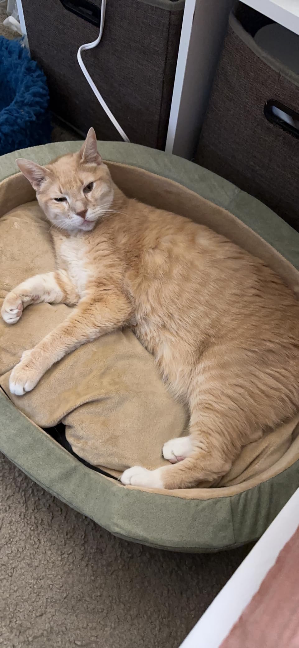 K&H Pet Products Heated Dog Bed Indoor, Thermo-Snuggly Sleeper with Removable Waterproof Heated Pad, Calming Pillow Pet Bed, Machine Washable, Safety Listed - Medium 26 X 20in Sage/Tan customer photo 1