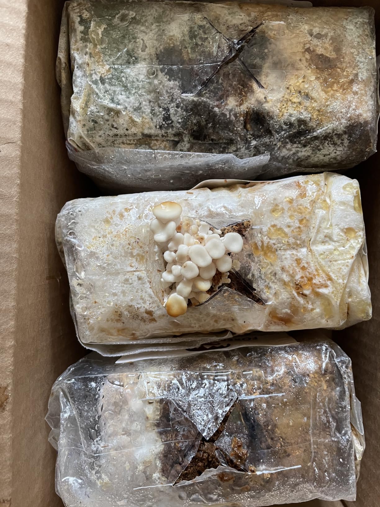 Forest Origins Specialty Trio Oyster Mushroom Grow Kit 3-Pack Variety - Beginner Friendly & Easy to Use, Grows in 10 Days | Handmade in California, USA | Top Gardening Gift, Holiday Gift & Unique Gift customer photo 1