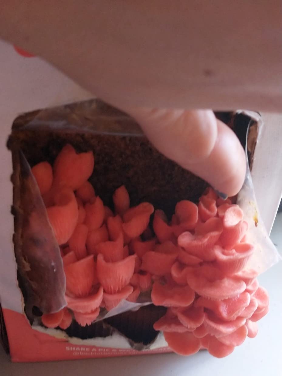 Back to the Roots Organic Pink Mushroom Grow Kit, Harvest Gourmet Mushrooms In 10 Days customer photo 1