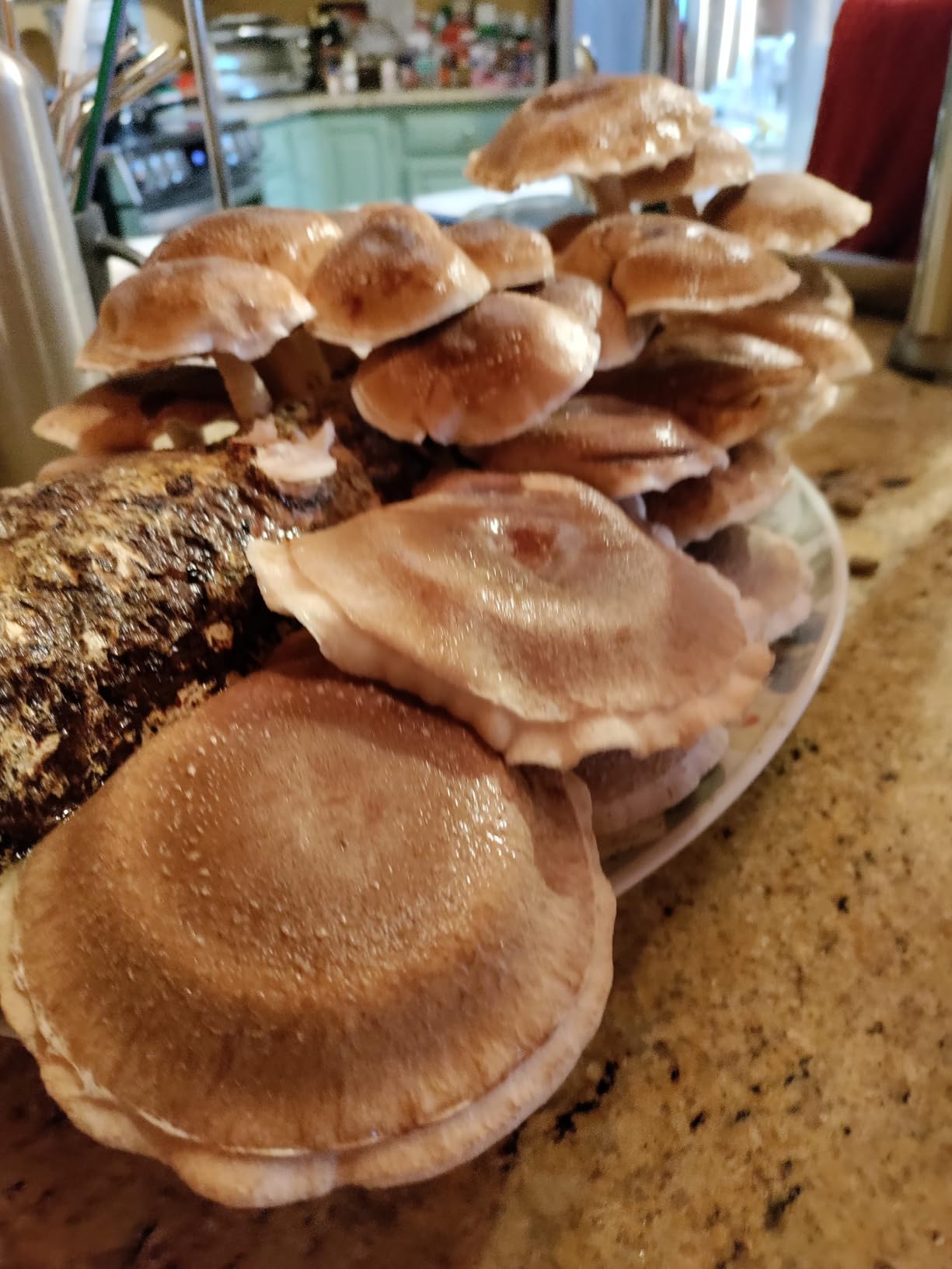 Root Mushroom Farm-Shiitake Grow Kit customer photo 1