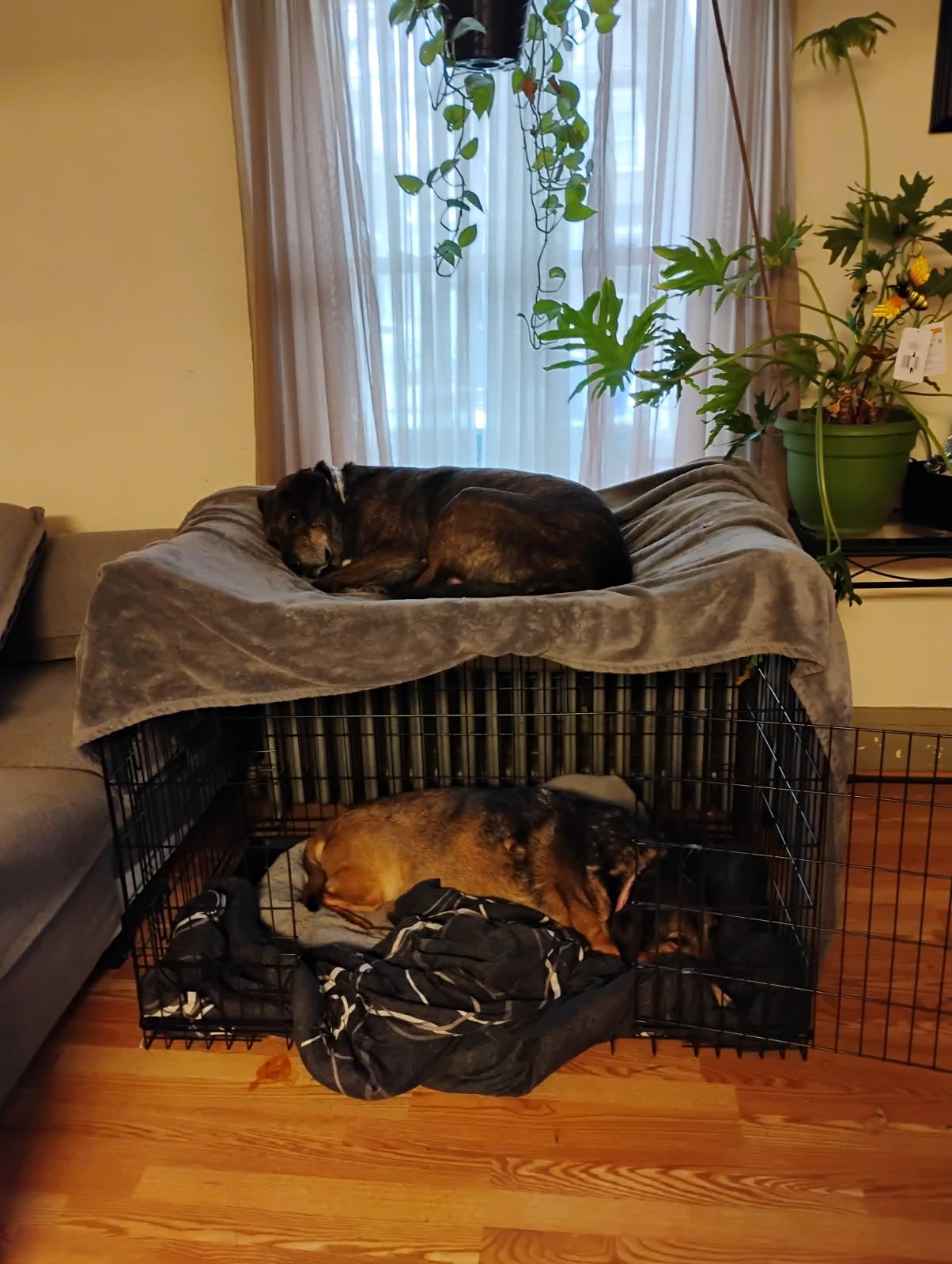 BestPet 48 inch Dog Crate, Black, Foldable Metal Kennel with Double Doors, Secure Slide-Bolt Latches, Leakproof Tray, Portable Dog Cage for Large Breeds, for Travel, Indoor & Outdoor Use customer photo 2