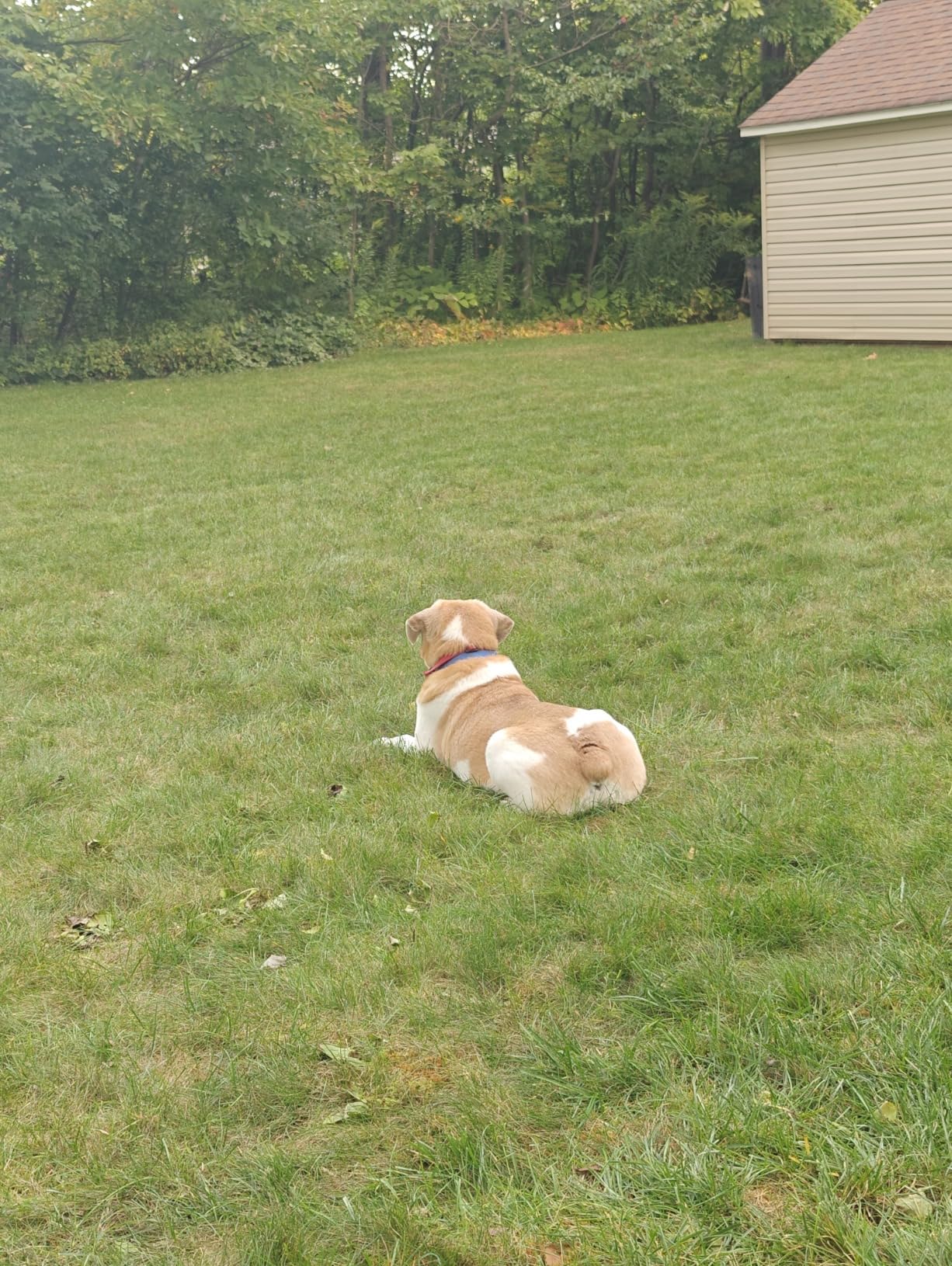 PetSafe Stay & Play Wireless Fence for Stubborn Dogs - America's Safest Wireless Pet Containment System - No Dig Electric Fence with Circular Boundary - Secure 3/4-Acre Yard - for Dogs 5lb+ customer photo 2