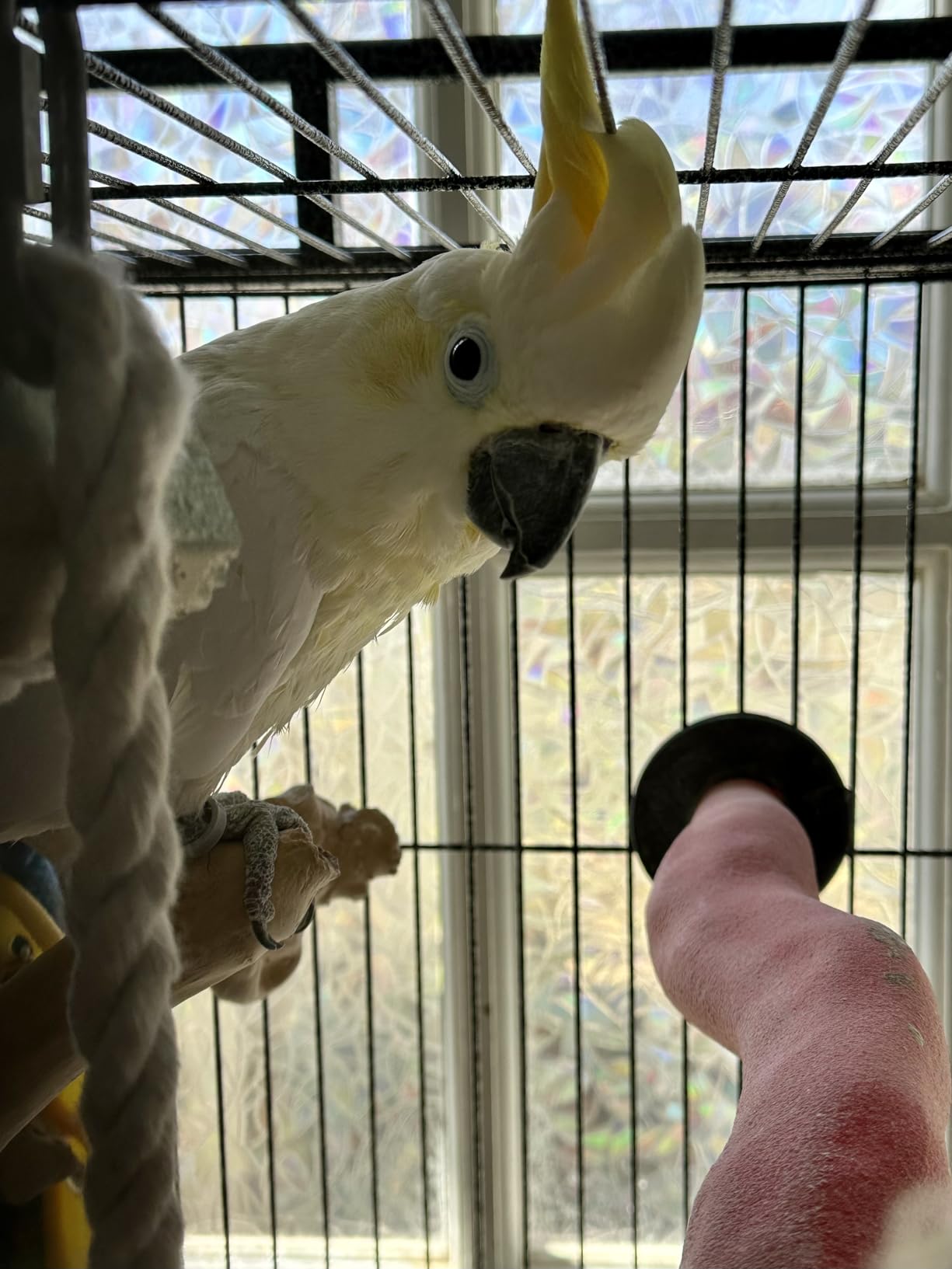 ZENY 68-Inch Birdcage, Playtop Parrot Cage, Wrought Iron Bird Cage with Rolling Stand, Heavy-Duty Pet Bird House for Parrot Cockatiel Cockatoo Parakeet Macaw Finches, Black customer photo 2