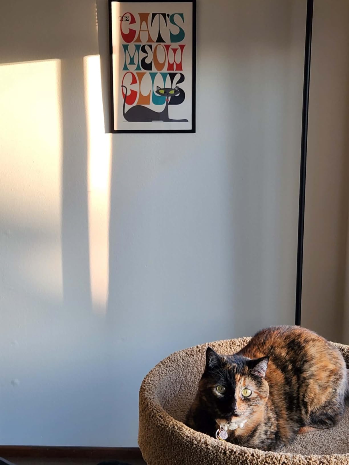 PAWLAND Extra Wide Dog gate for The House, Doorway, Stairs, Dog Fences Indoor, Freestanding Foldable Wooden Pet Gates for Dogs, Set of Support Feet Included, 96 in Wide 30 in Tall, 4 Panels White customer photo 2