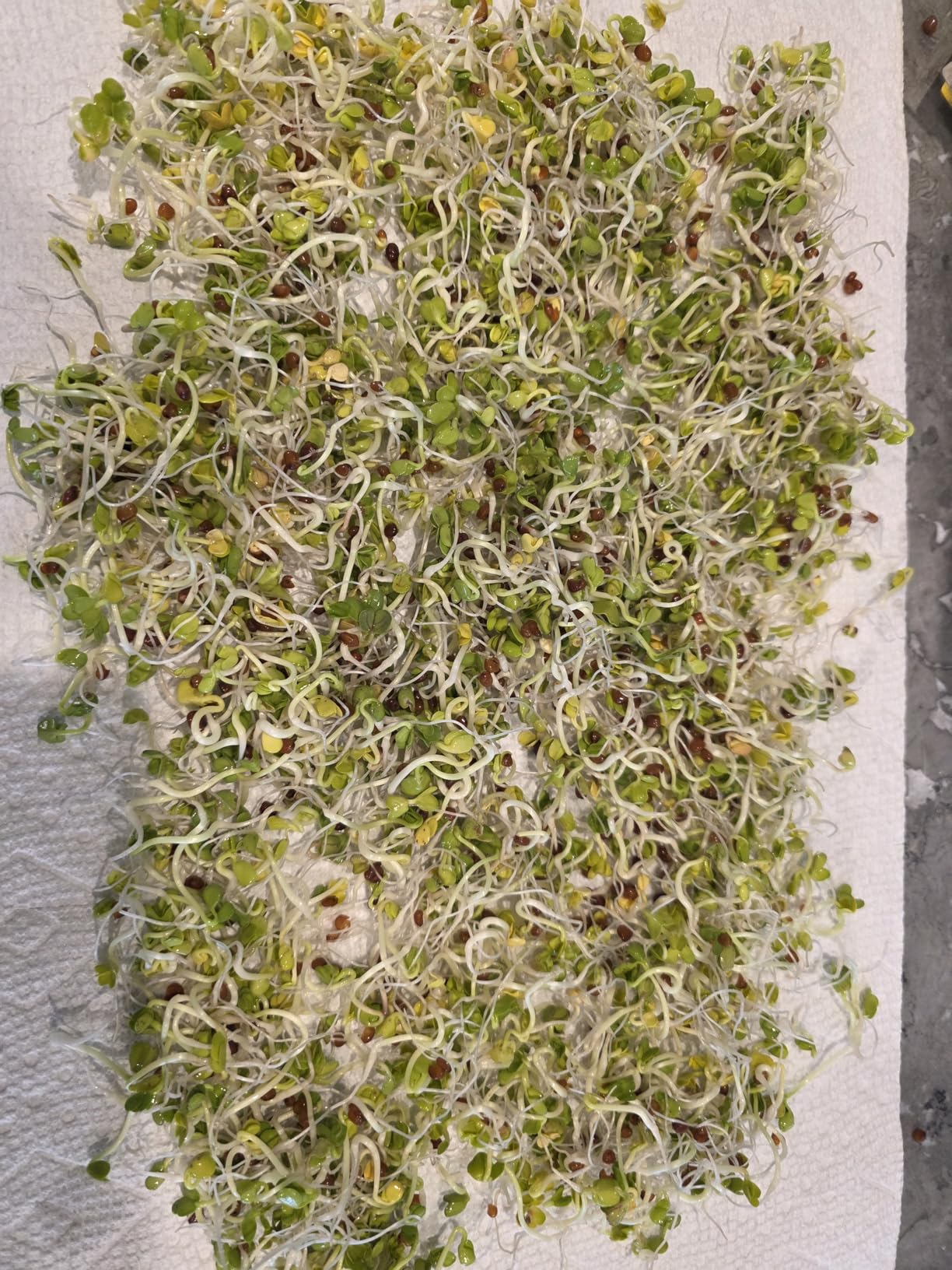 Premium Sprouting Jar Kit - Unique 30 oz Wide Mouth Sprouting Jar, Stand, Tray and 316 Stainless Screen Lid | Decorative Indoor Seed Sprouter and Germinator (1 Kit) customer photo 2