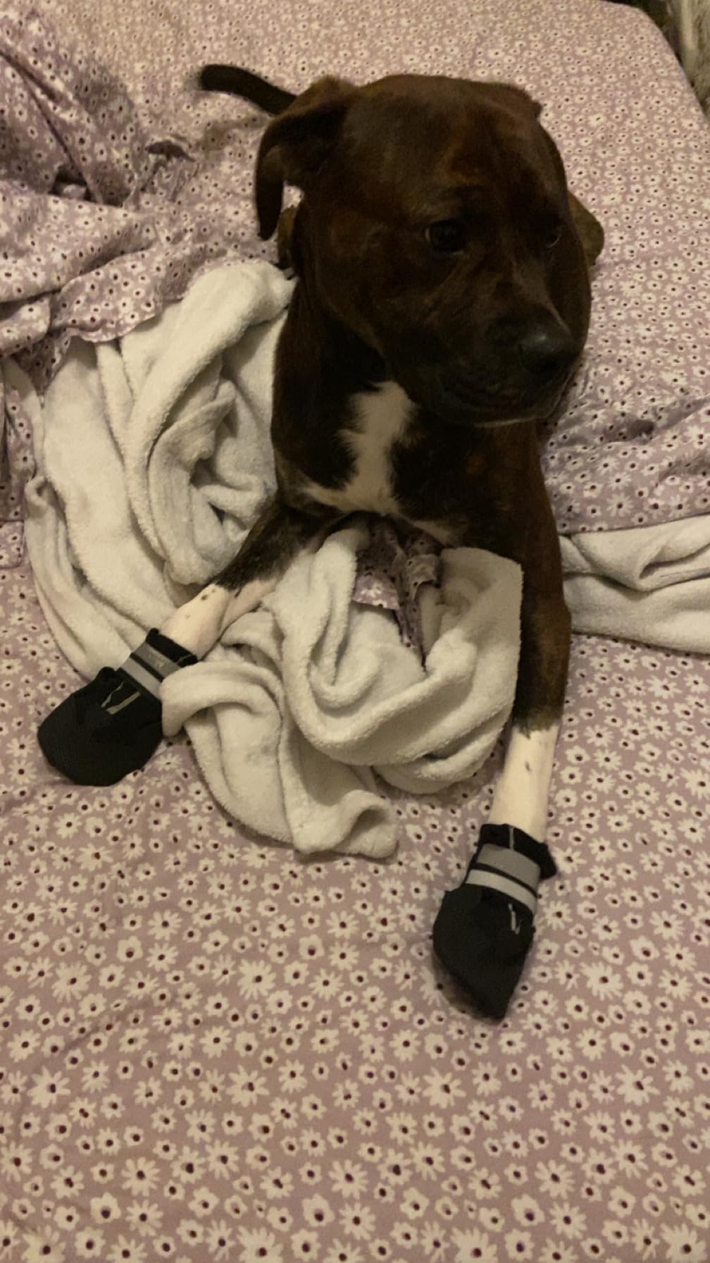 Dimicoo Breathable Dog Boots for Medium Large Dogs,Non-Slip Dog Shoes for Winter Snow and Summer Hot Pavement customer photo 1