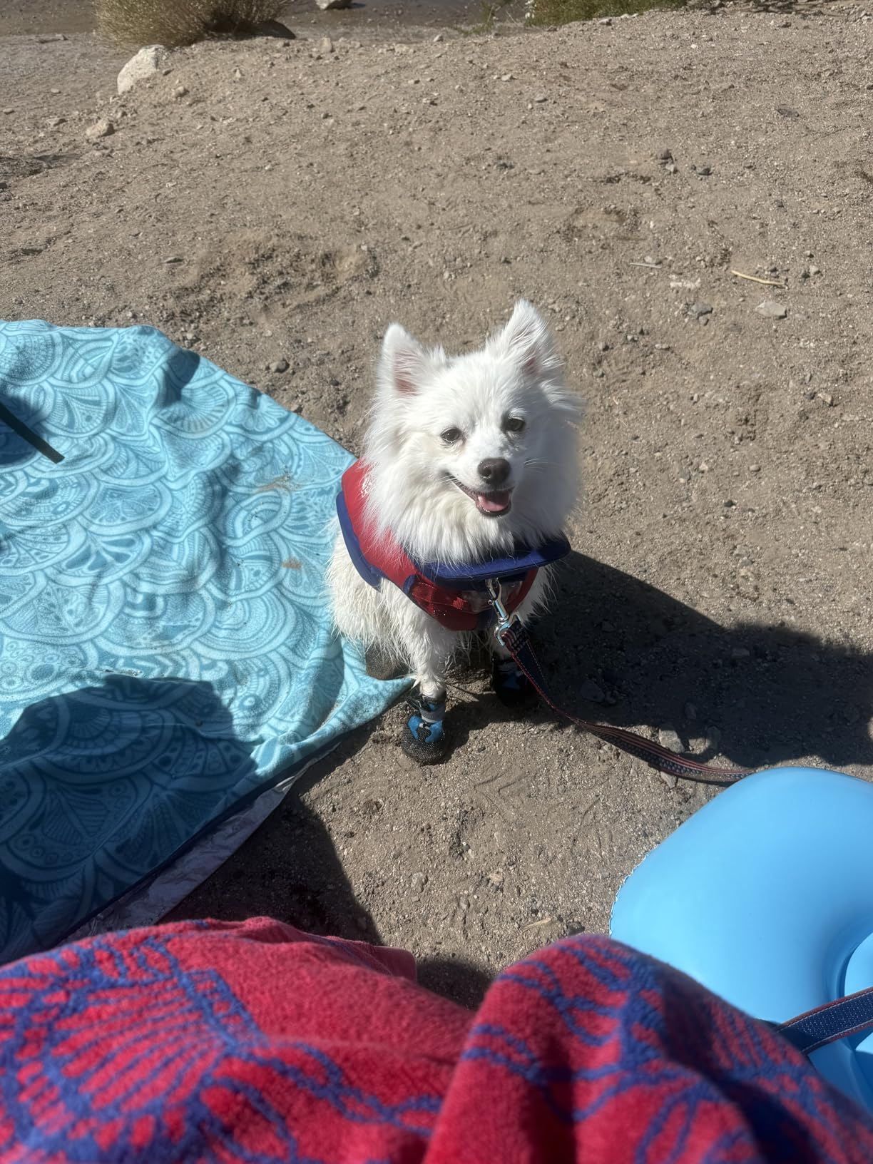 Dimicoo Breathable Dog Boots for Medium Large Dogs,Non-Slip Dog Shoes for Winter Snow and Summer Hot Pavement customer photo 2