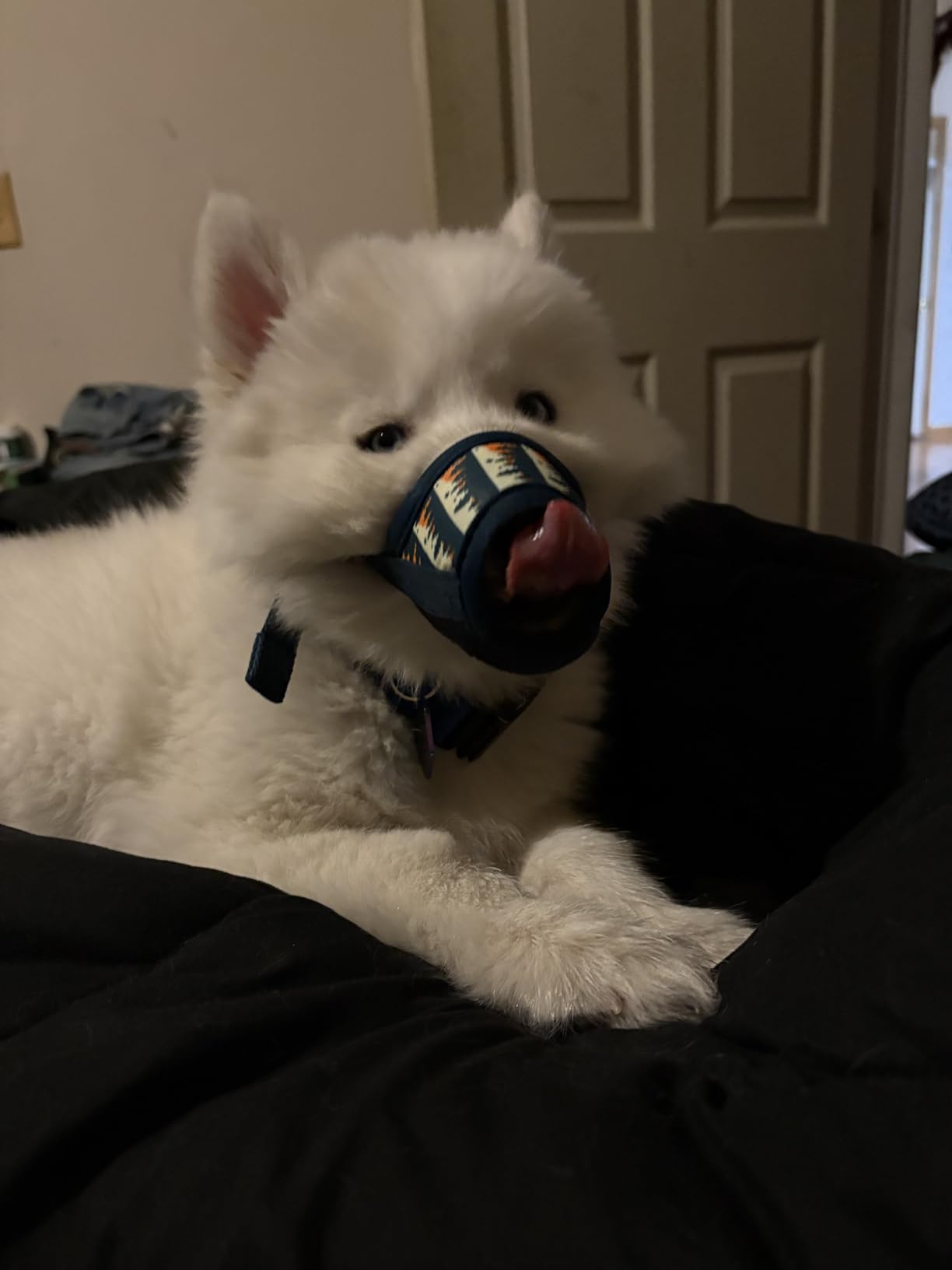 HEELE Dog Muzzle, Soft Nylon Muzzle Anti Biting Barking Chewing, Air Mesh Breathable Drinkable Adjustable Loop Pets Muzzle for Small Medium Large Dogs 4 Colors 4 Sizes XL customer photo 1