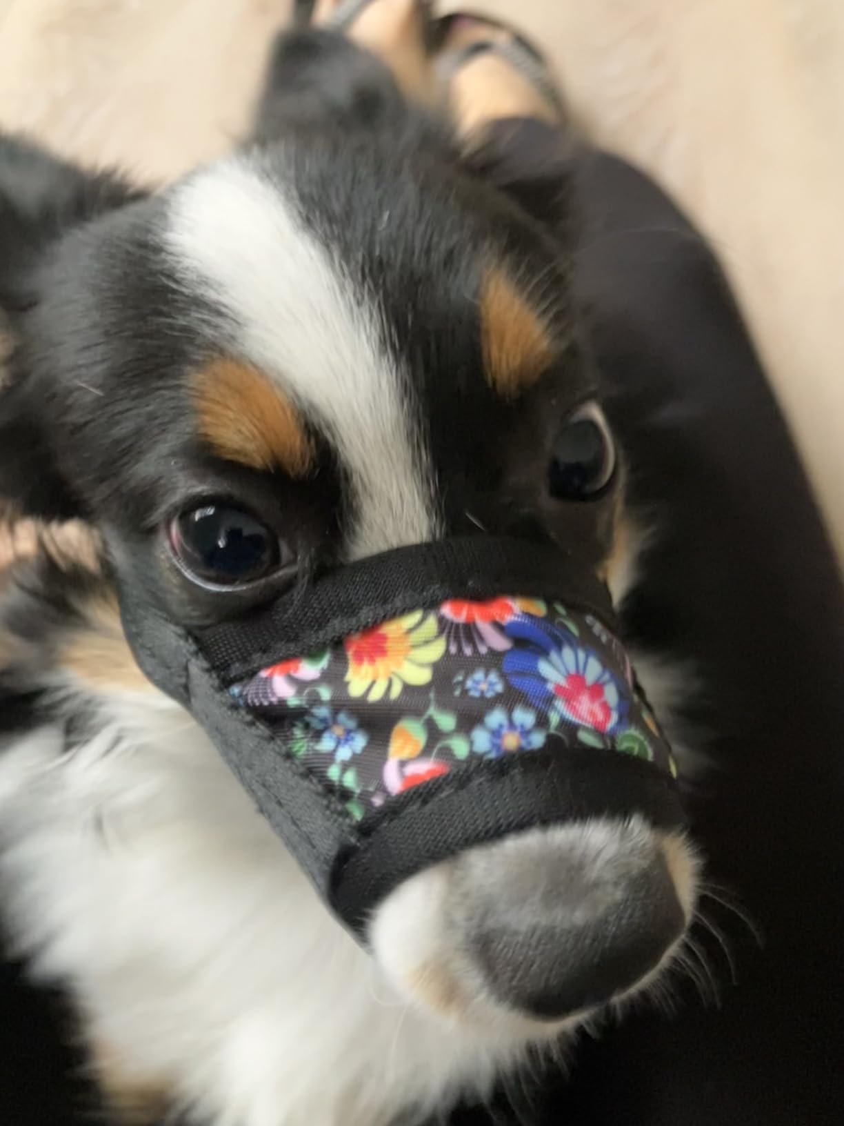 HEELE Dog Muzzle, Soft Nylon Muzzle Anti Biting Barking Chewing, Air Mesh Breathable Drinkable Adjustable Loop Pets Muzzle for Small Medium Large Dogs 4 Colors 4 Sizes XL customer photo 2