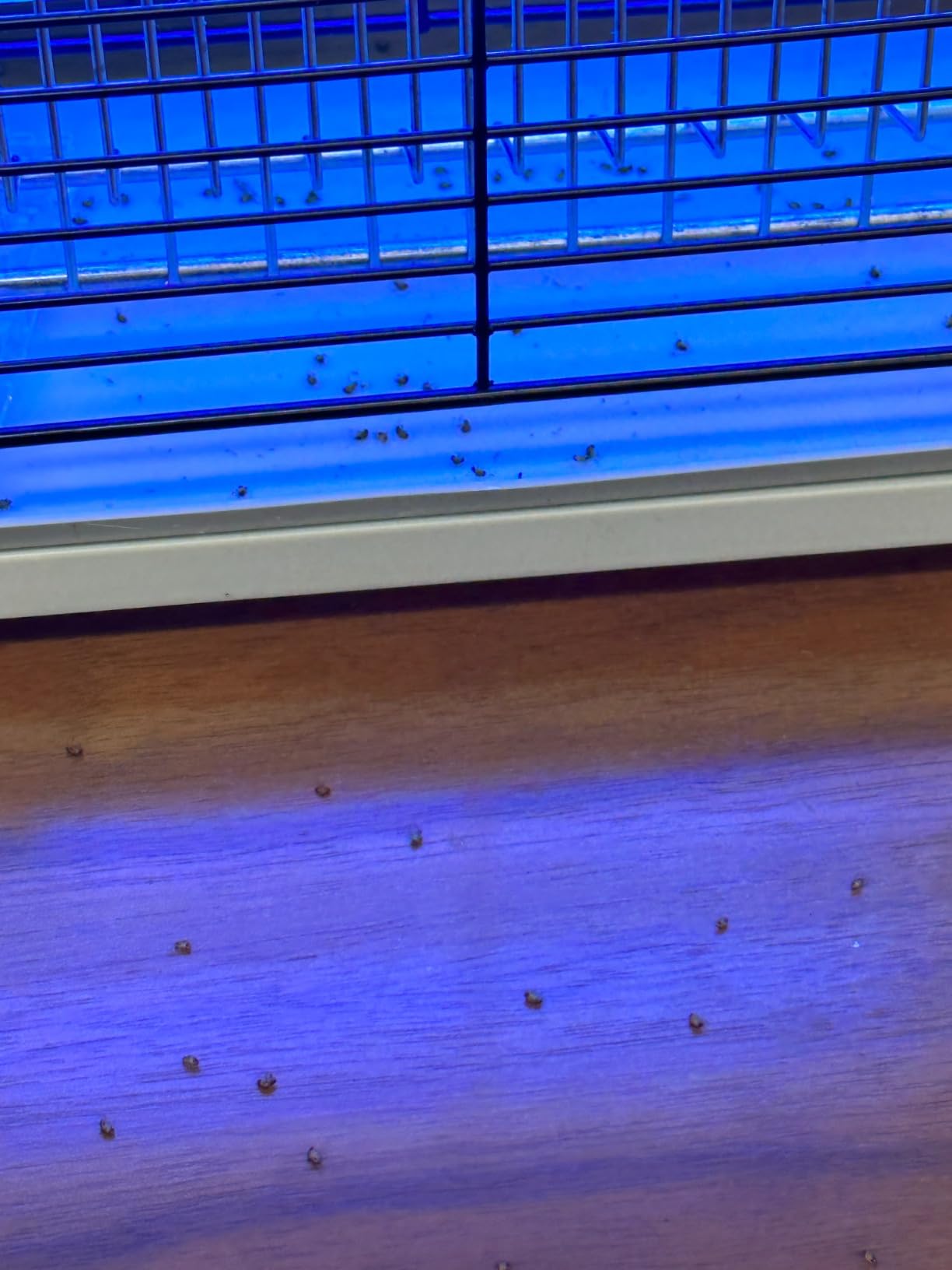 LiBa Electric Bug Zapper (2-Pack) Indoor Insect Killer - (4) Extra Replacement Bulbs - Fly, Mosquito Killer and Repellent - Lightweight, Powerful 2800V Grid, Easy-to-Clean, Removable Washable Tray customer photo 2