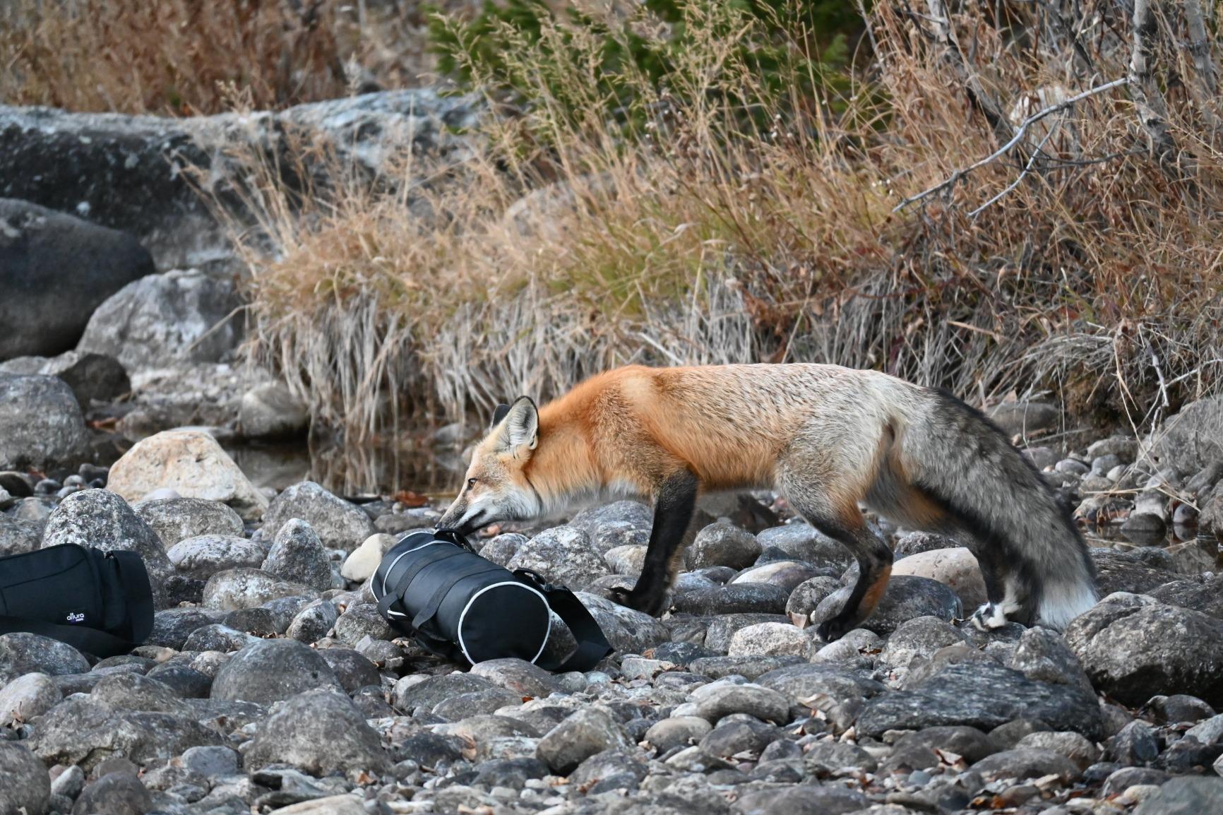 Nikon NIKKOR Z DX 50-250mm VR Lens customer photo 1