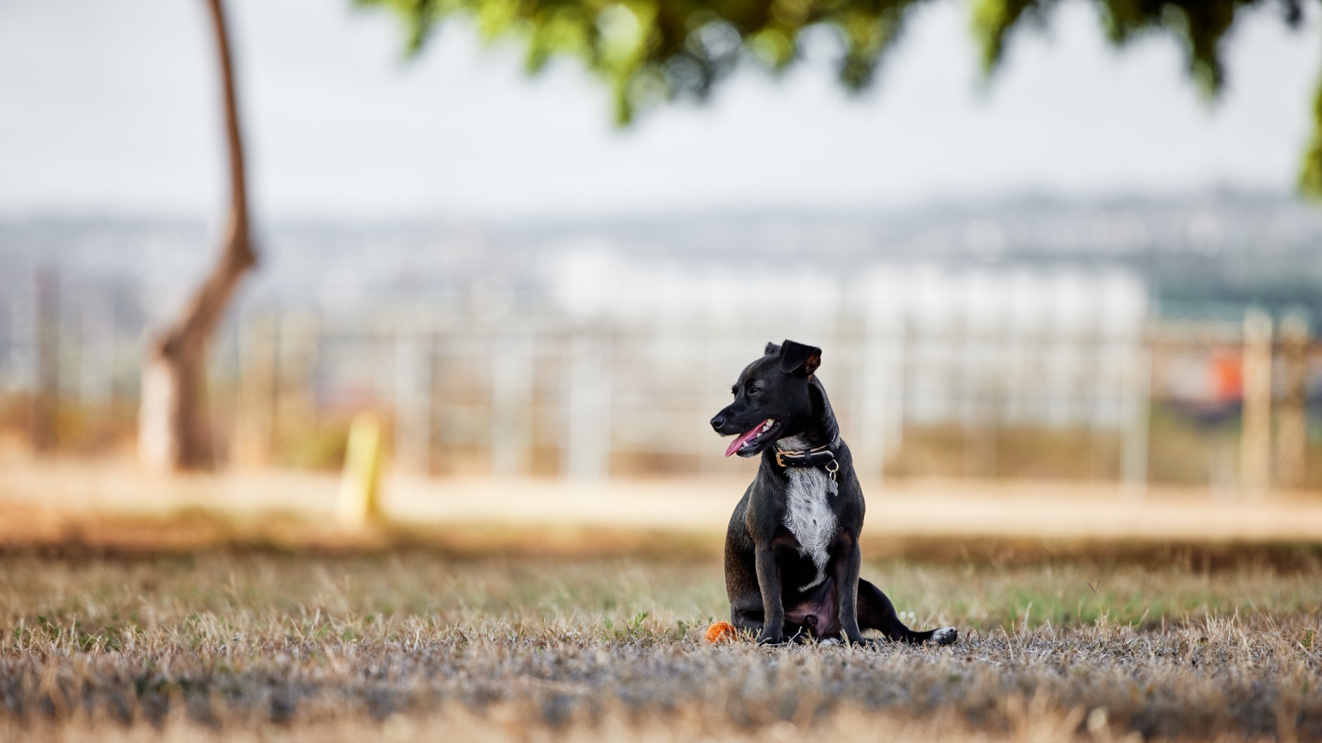 Canon RF 70-200mm f/2.8L IS USM Lens - Mirrorless Telephoto Zoom for EOS R Series customer photo 2