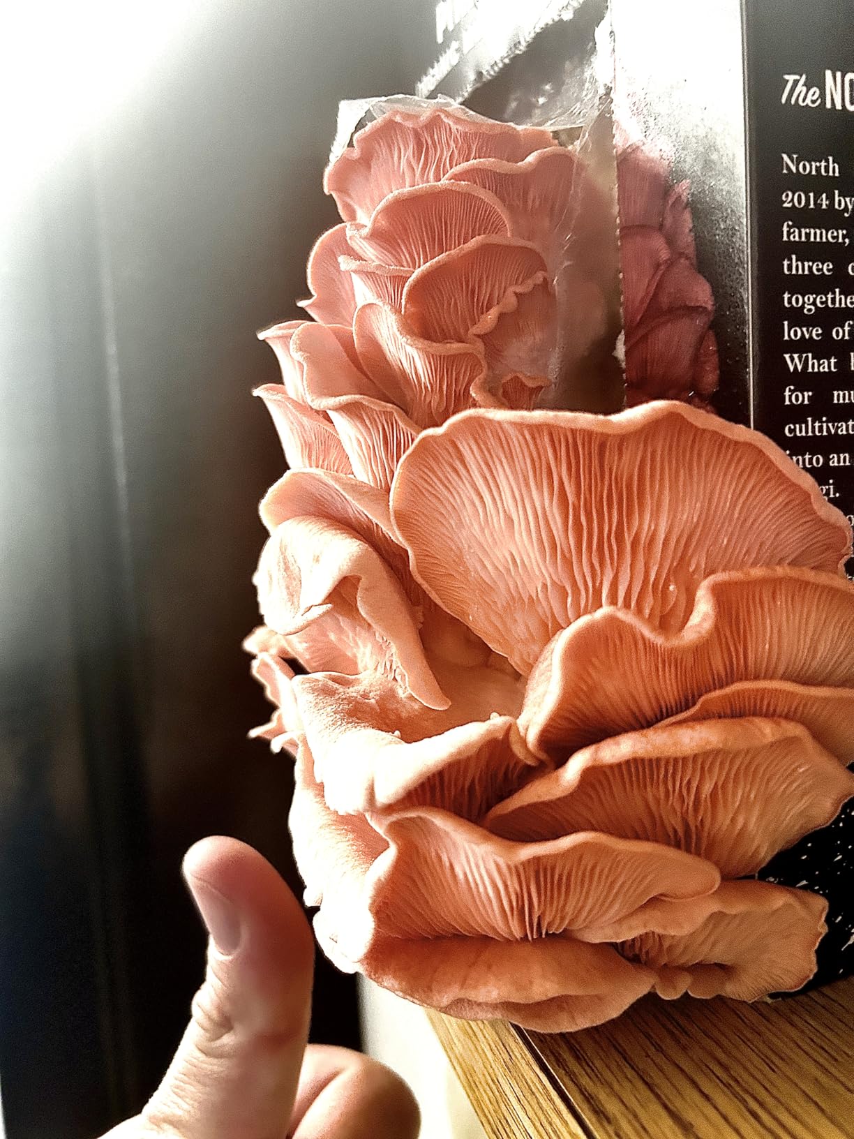 North Spore Organic Pink Oyster Mushroom Spray & Grow Kit (4 lbs) | USDA-Certified Organic, Non-GMO, Beginner-Friendly & Easy to Use | Handmade in Maine, USA customer photo 1